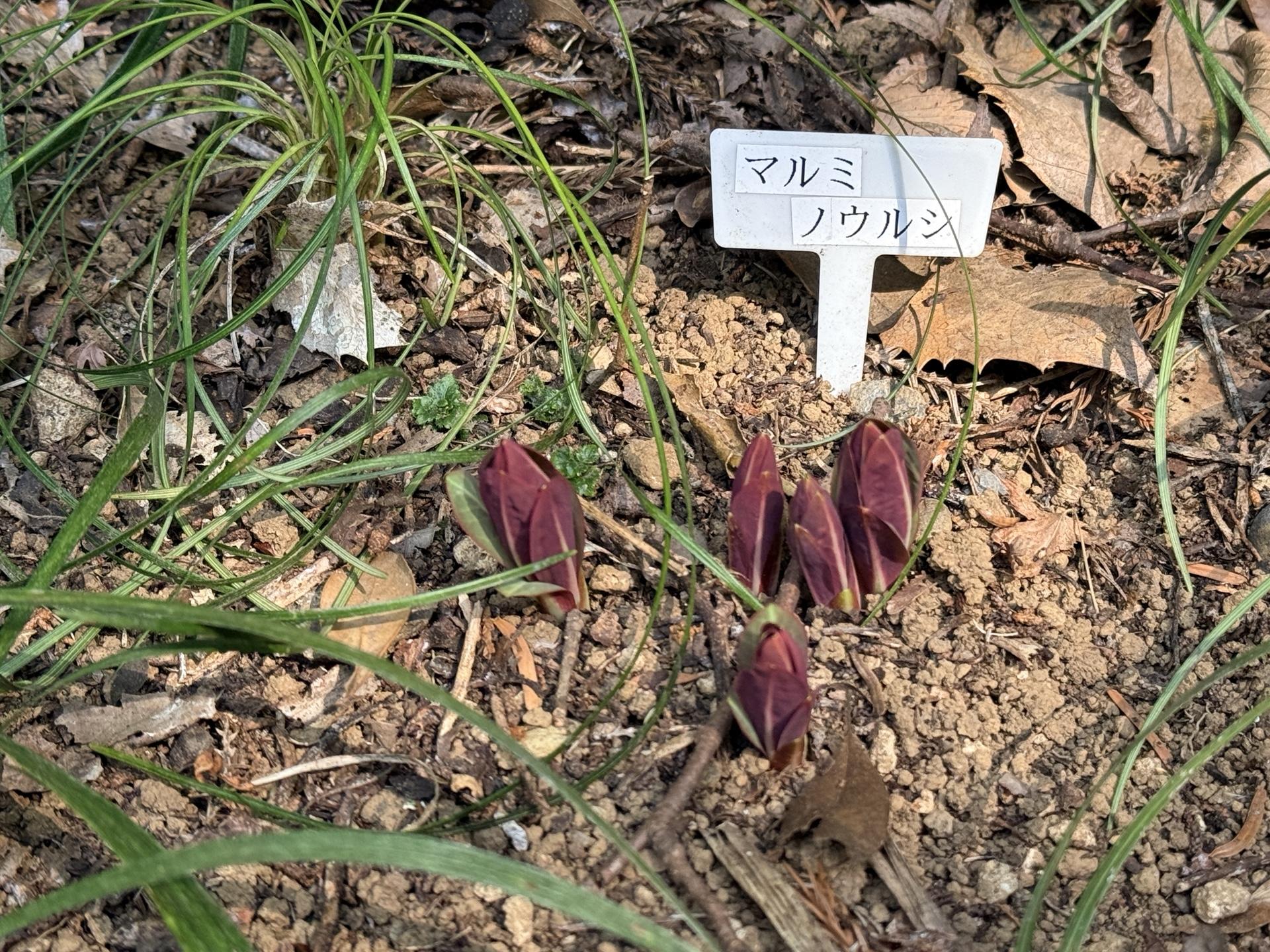 高尾山さる園 野草園