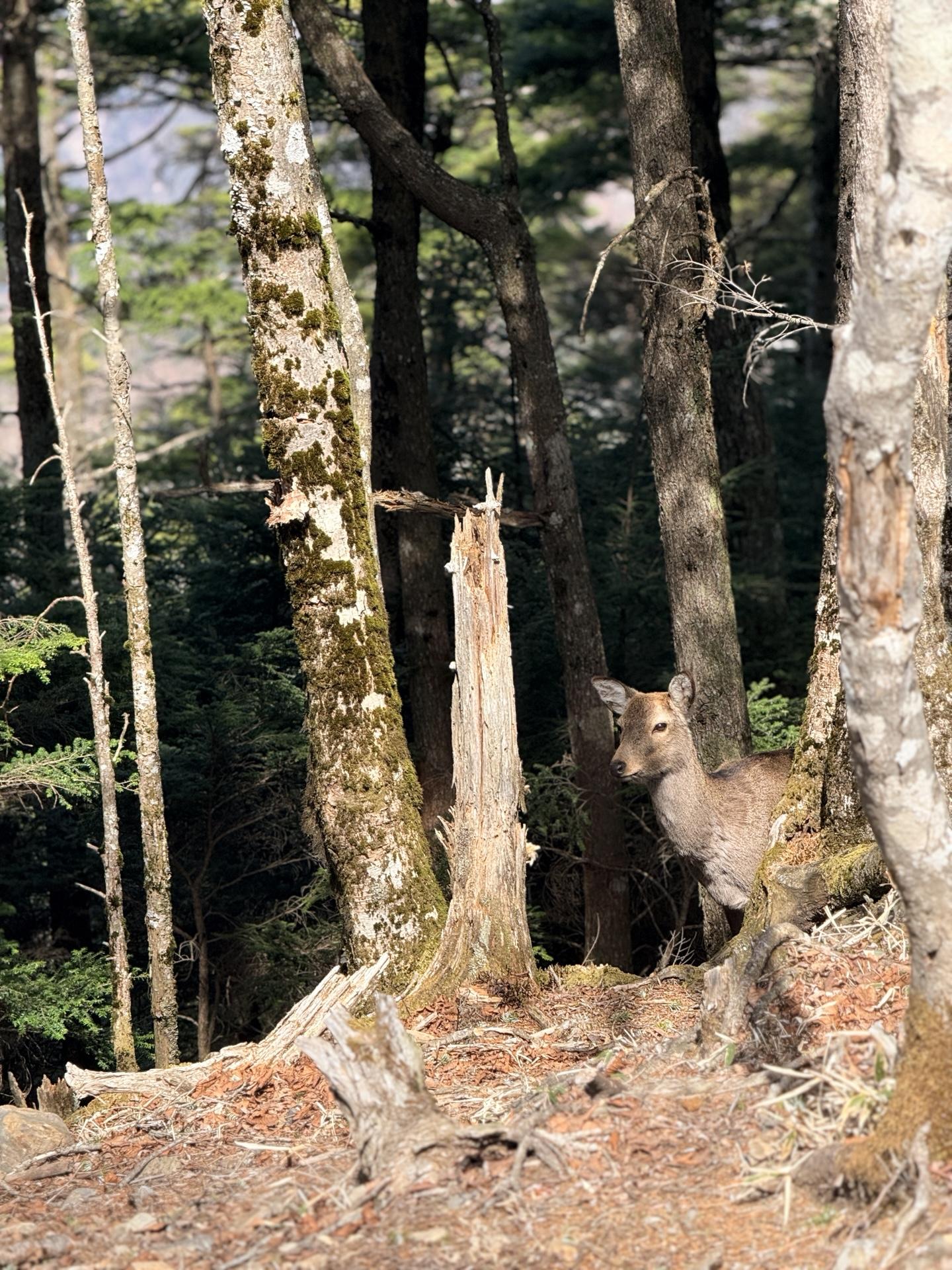 山頂付近で鹿に遭遇