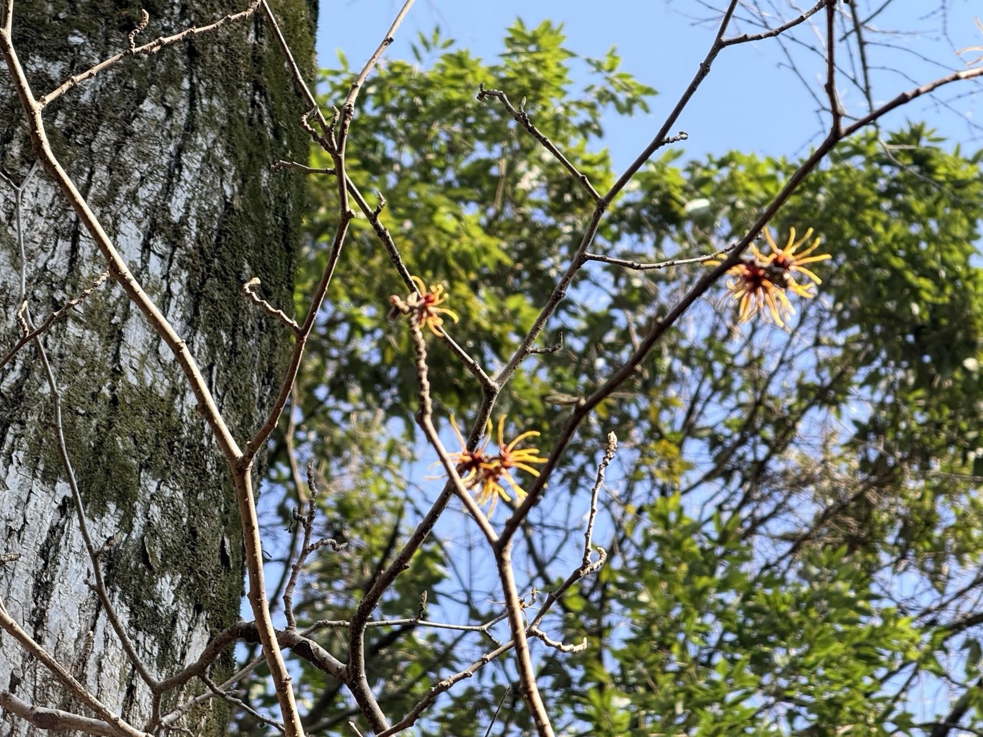 野草園のマンサク