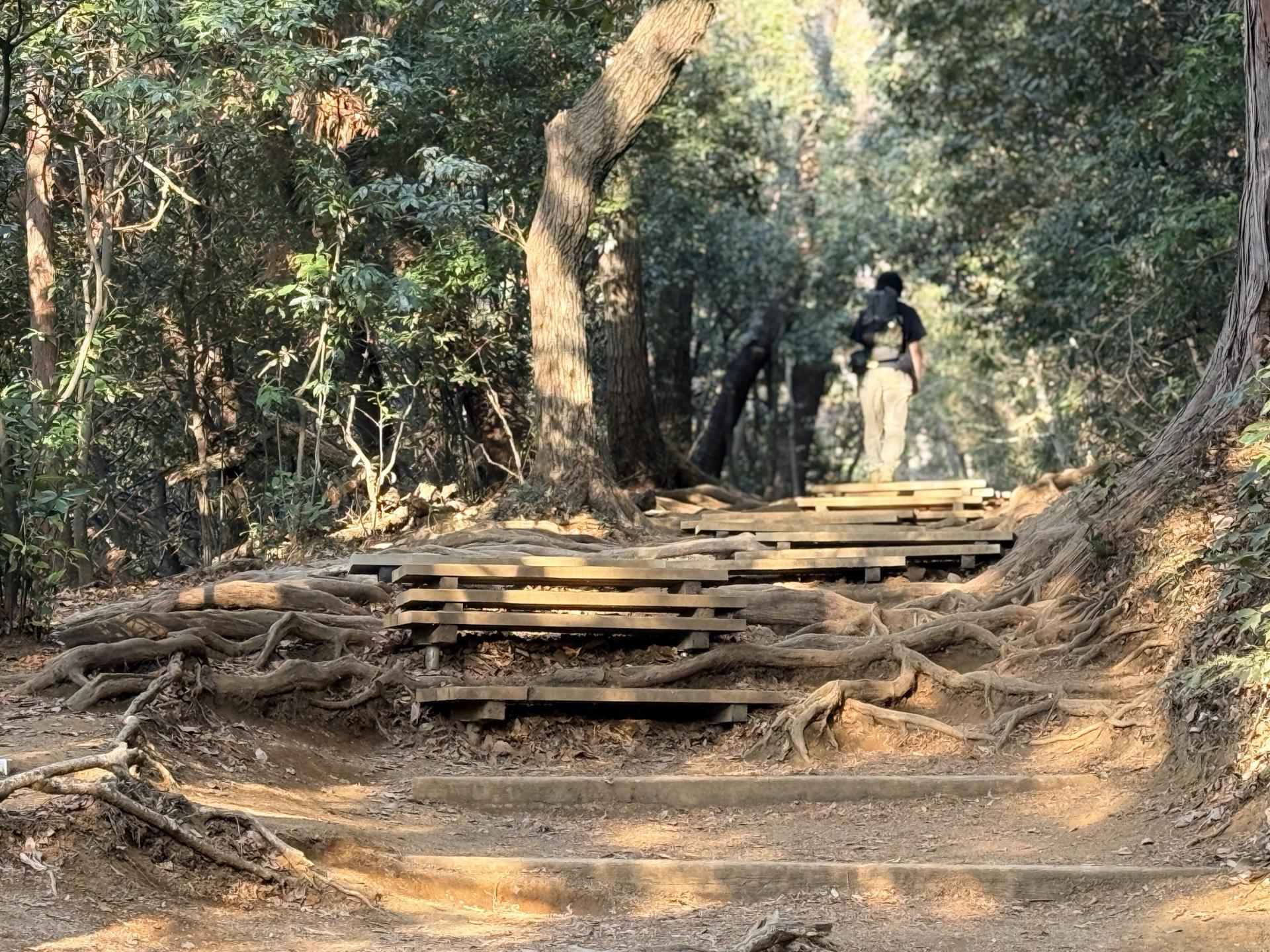 稲荷山コース 木段