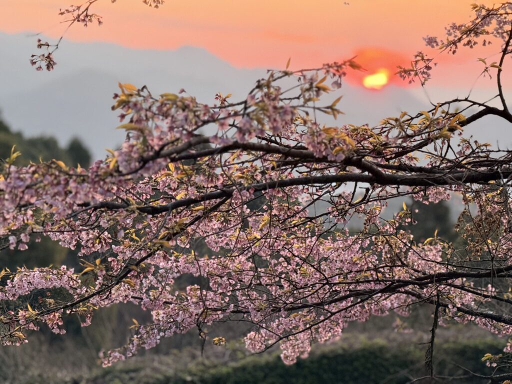 黒髪山 日の出と桜