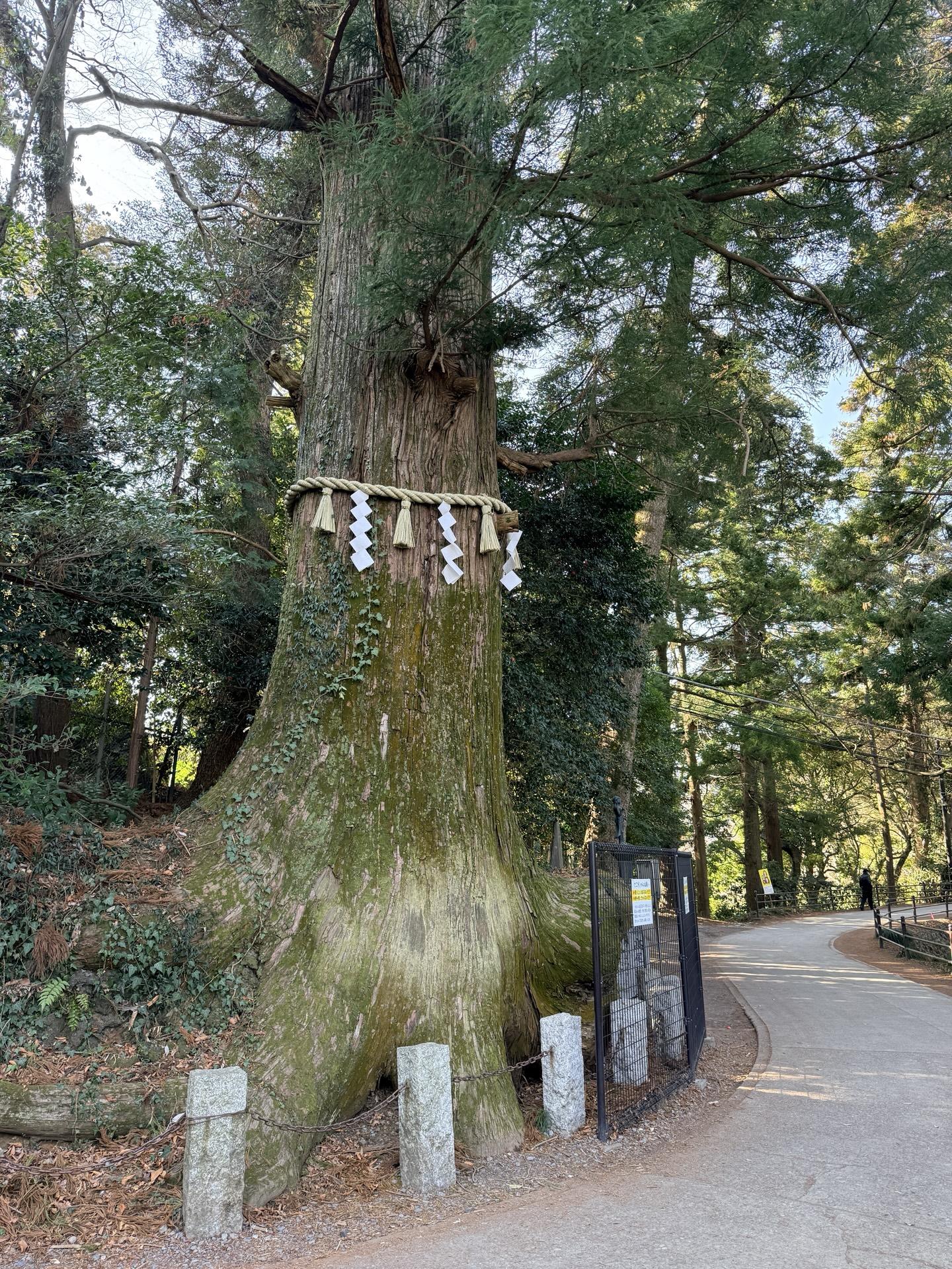たこ杉 高尾山の名木