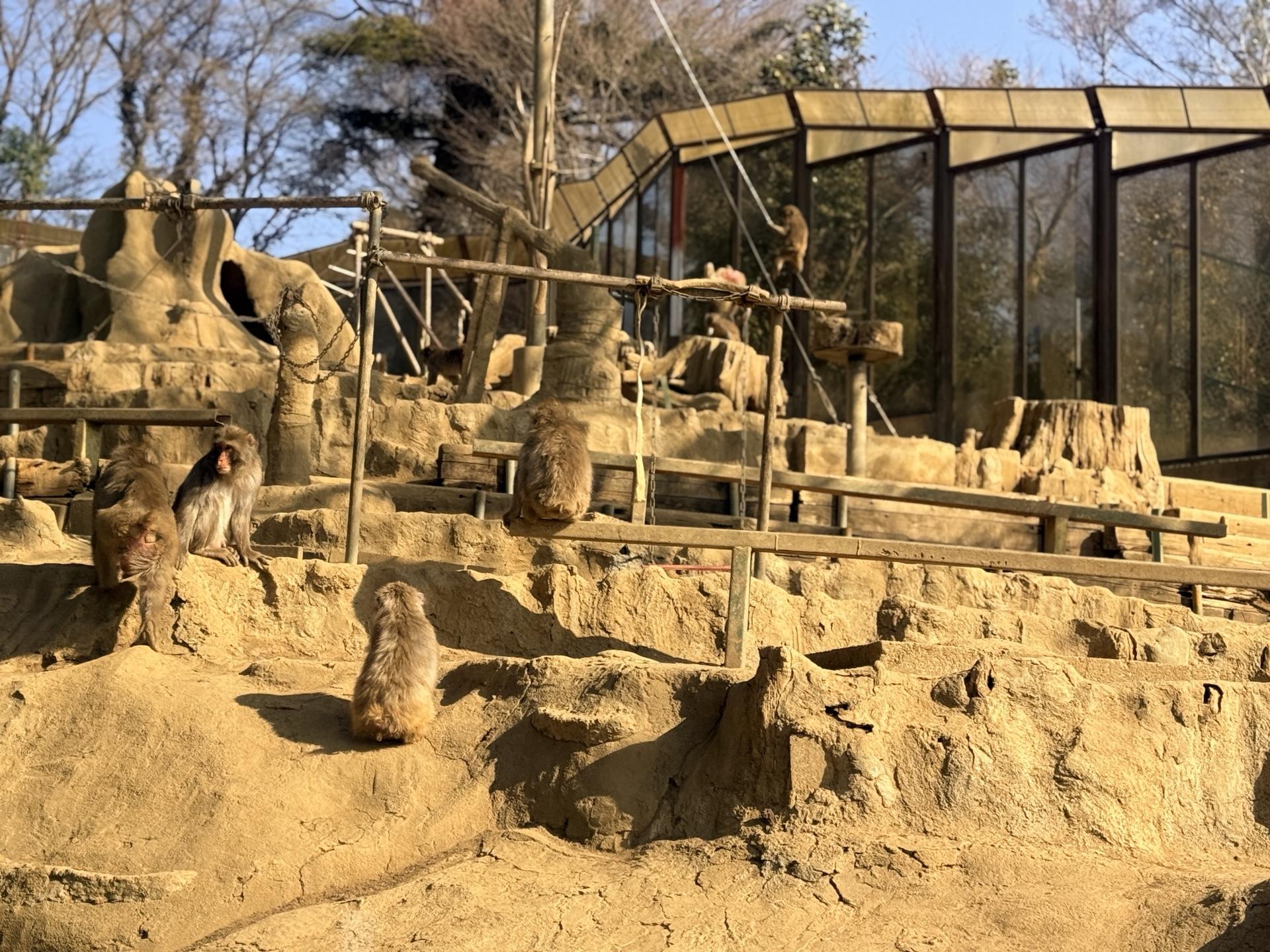 高尾山さる園 たくさんのお猿さん