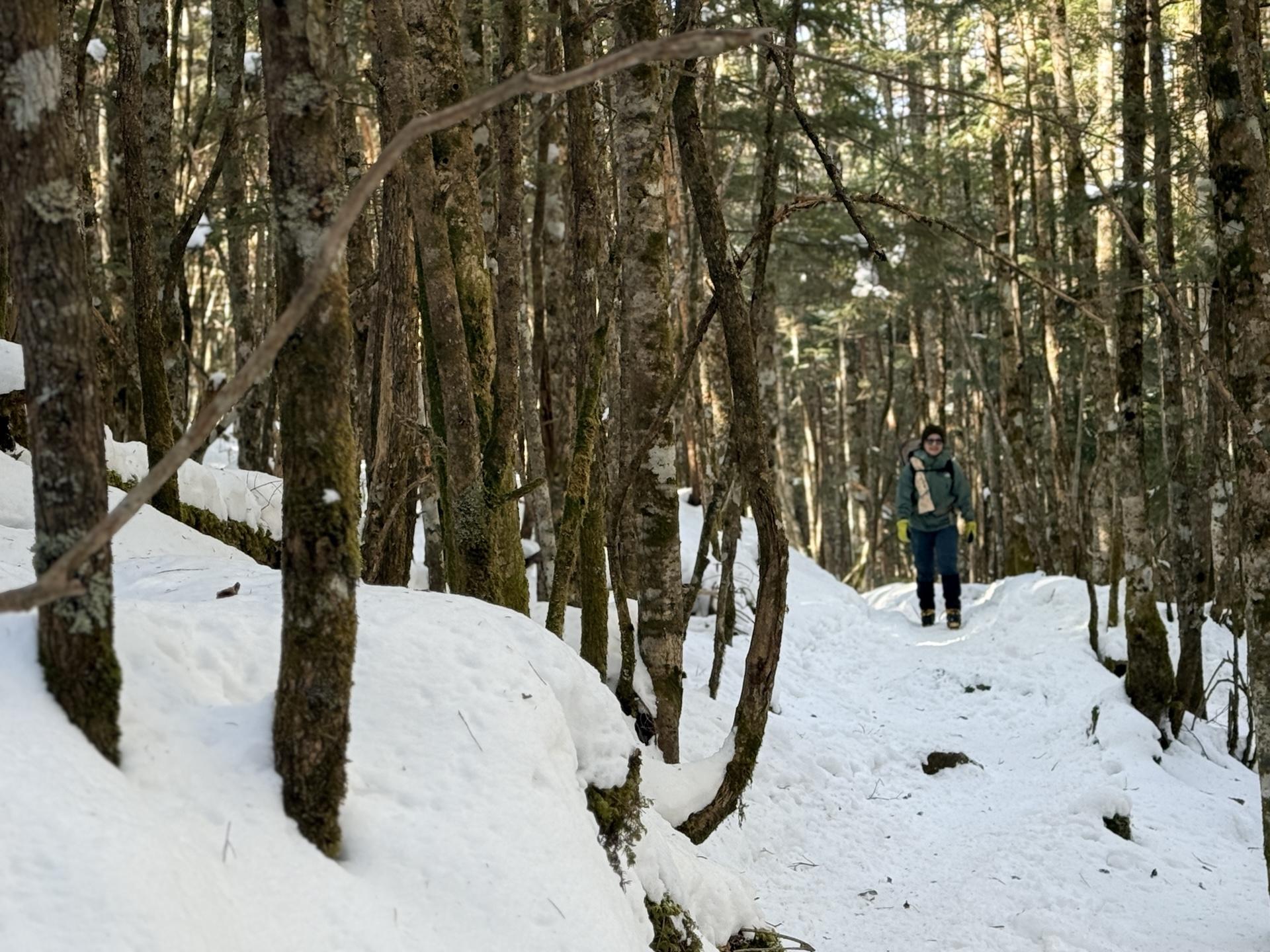 東天狗岳 樹林帯 急登