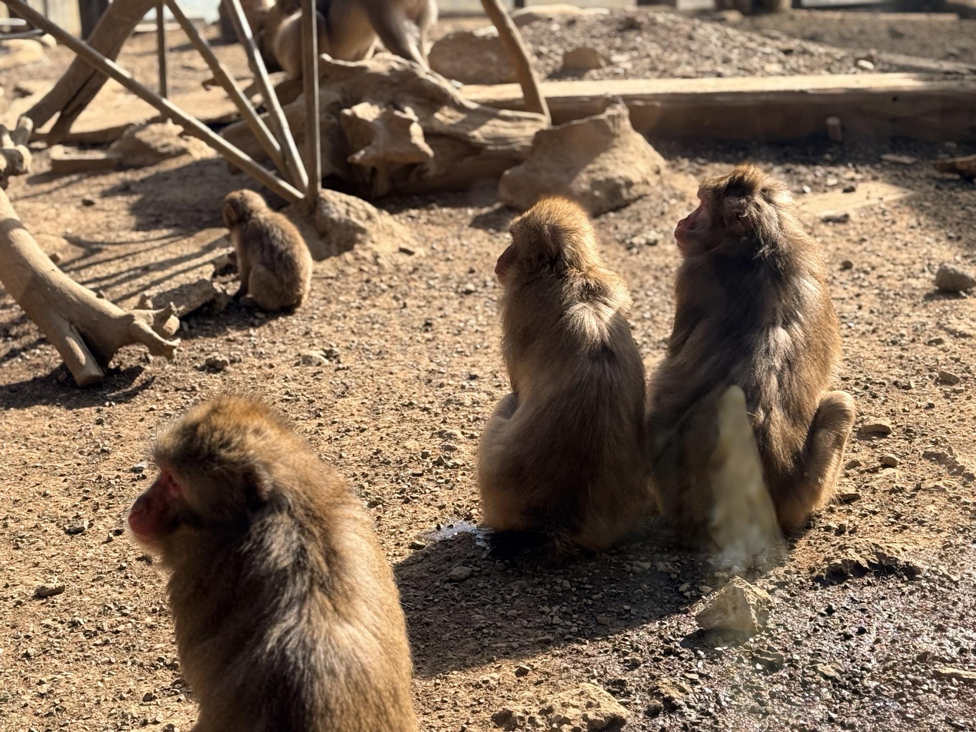高尾山さる園 ガラス越しのニホンザル