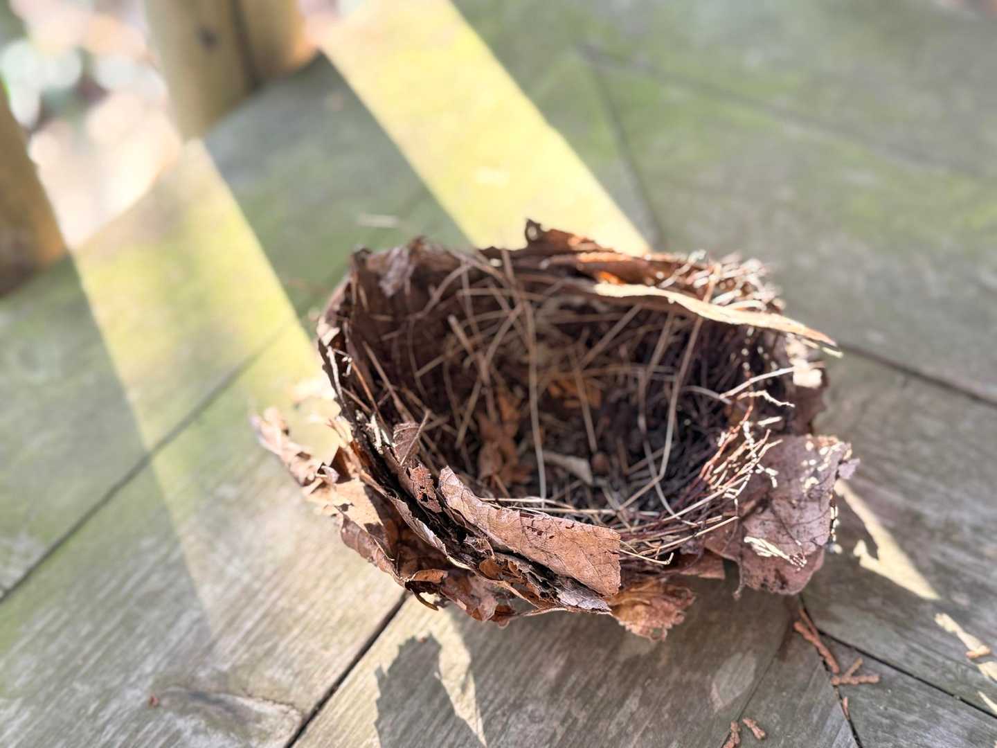 南高尾 野鳥の巣 自然 発見