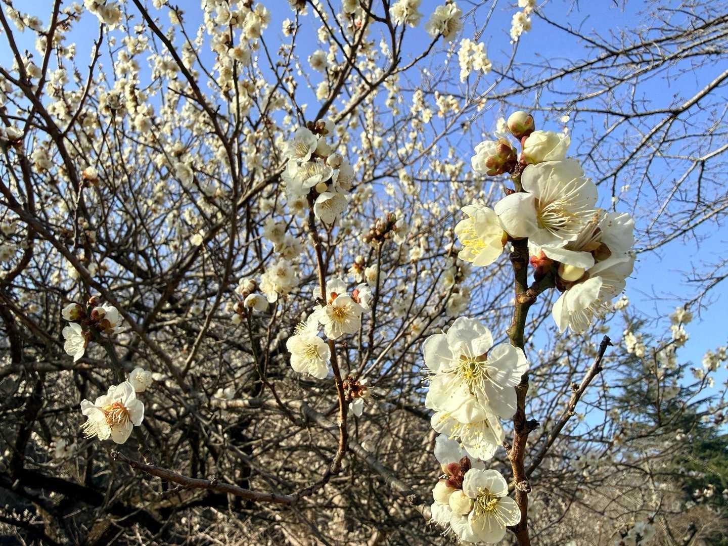 南高尾 梅 綺麗 たっぷり 鑑賞