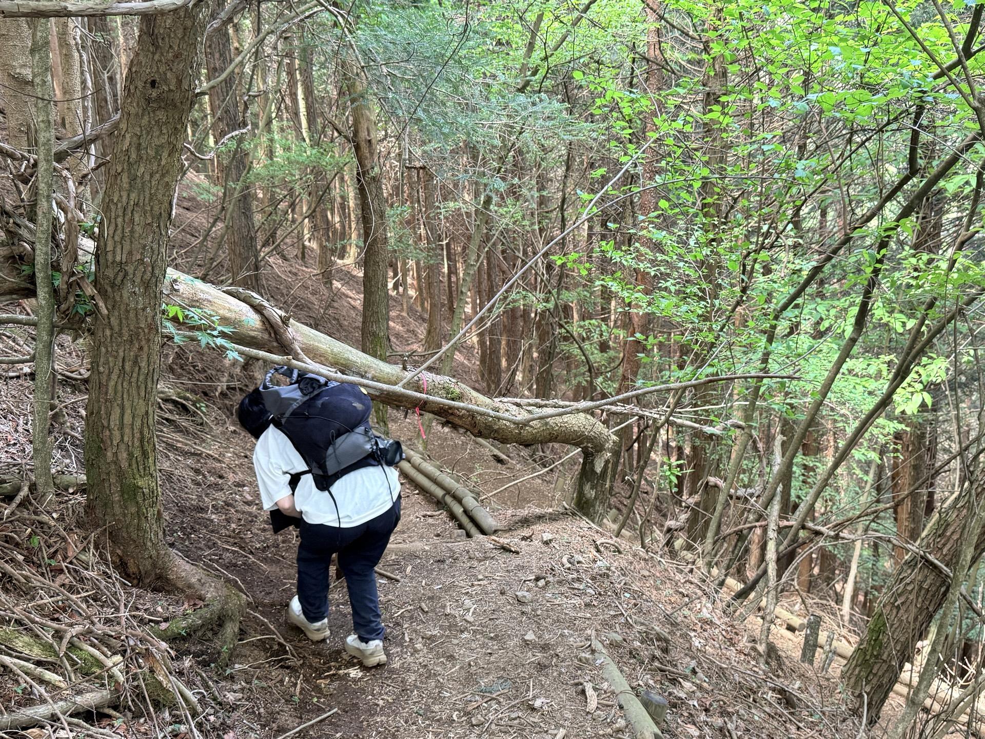 下山途中、倒木の下をくぐる場所があるので気をつけてくださいね⚠️頭をぶつけないように