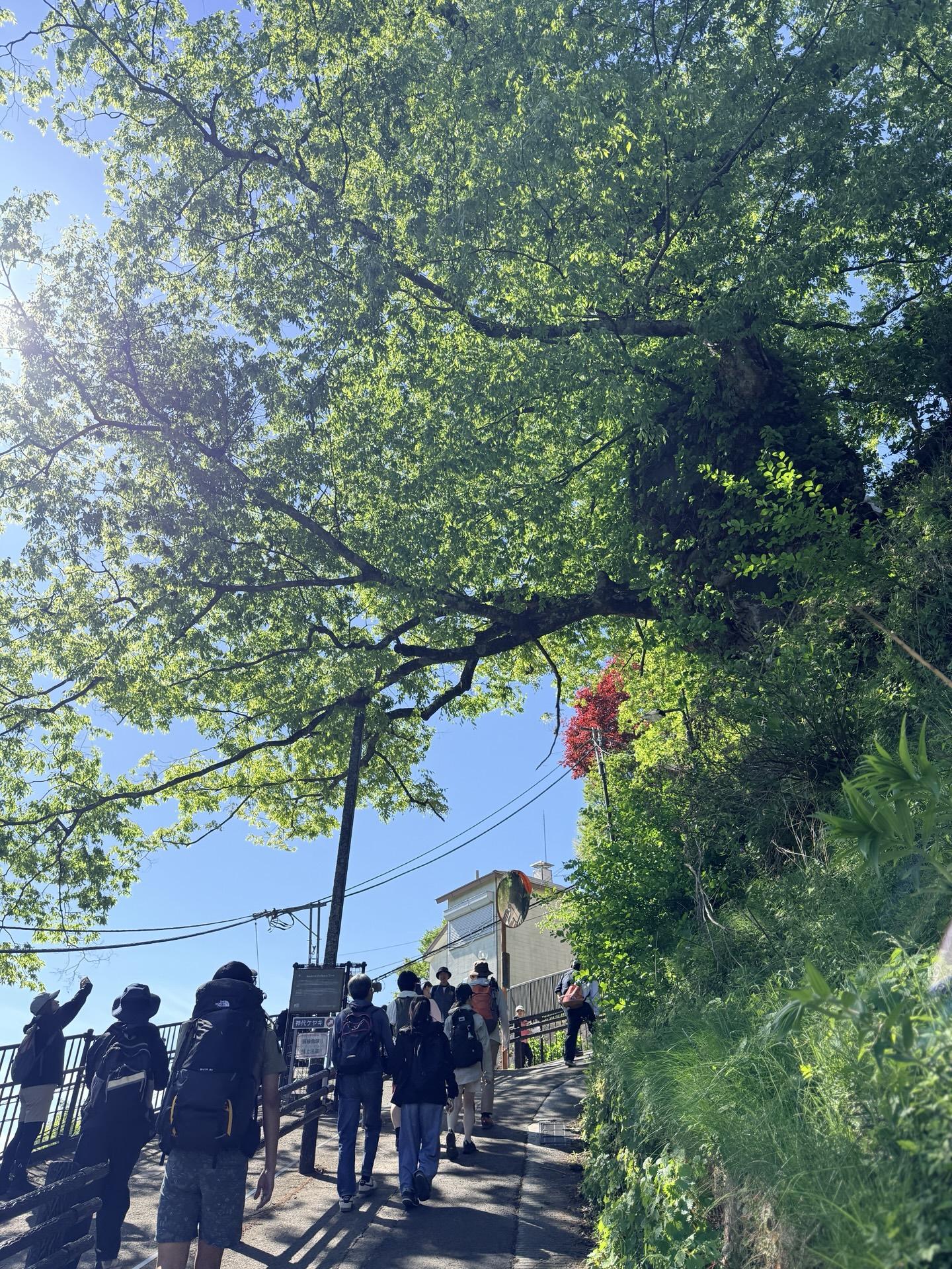 神代ケヤキ 御岳山の御神木