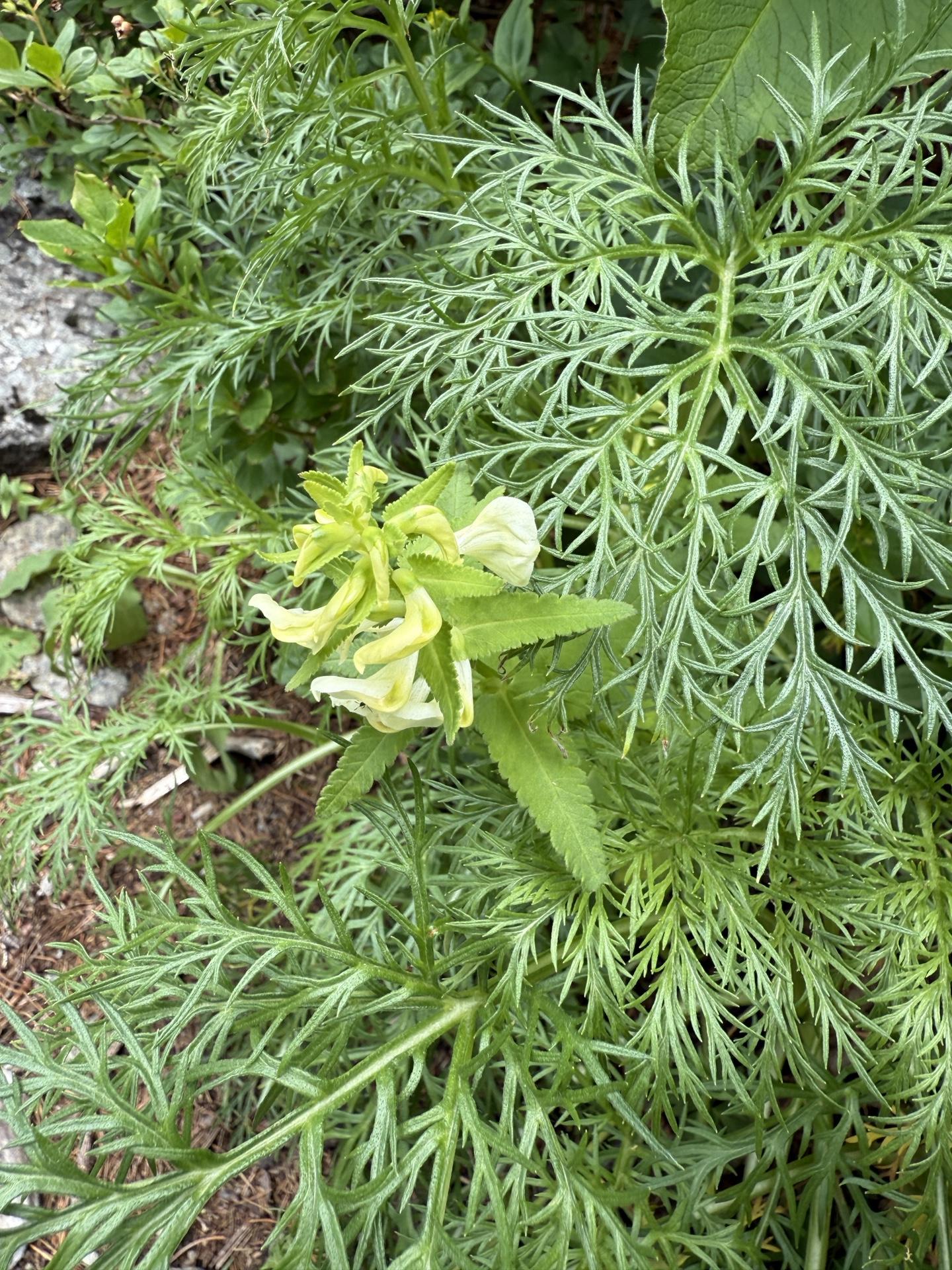 高山植物 エゾシオガマ