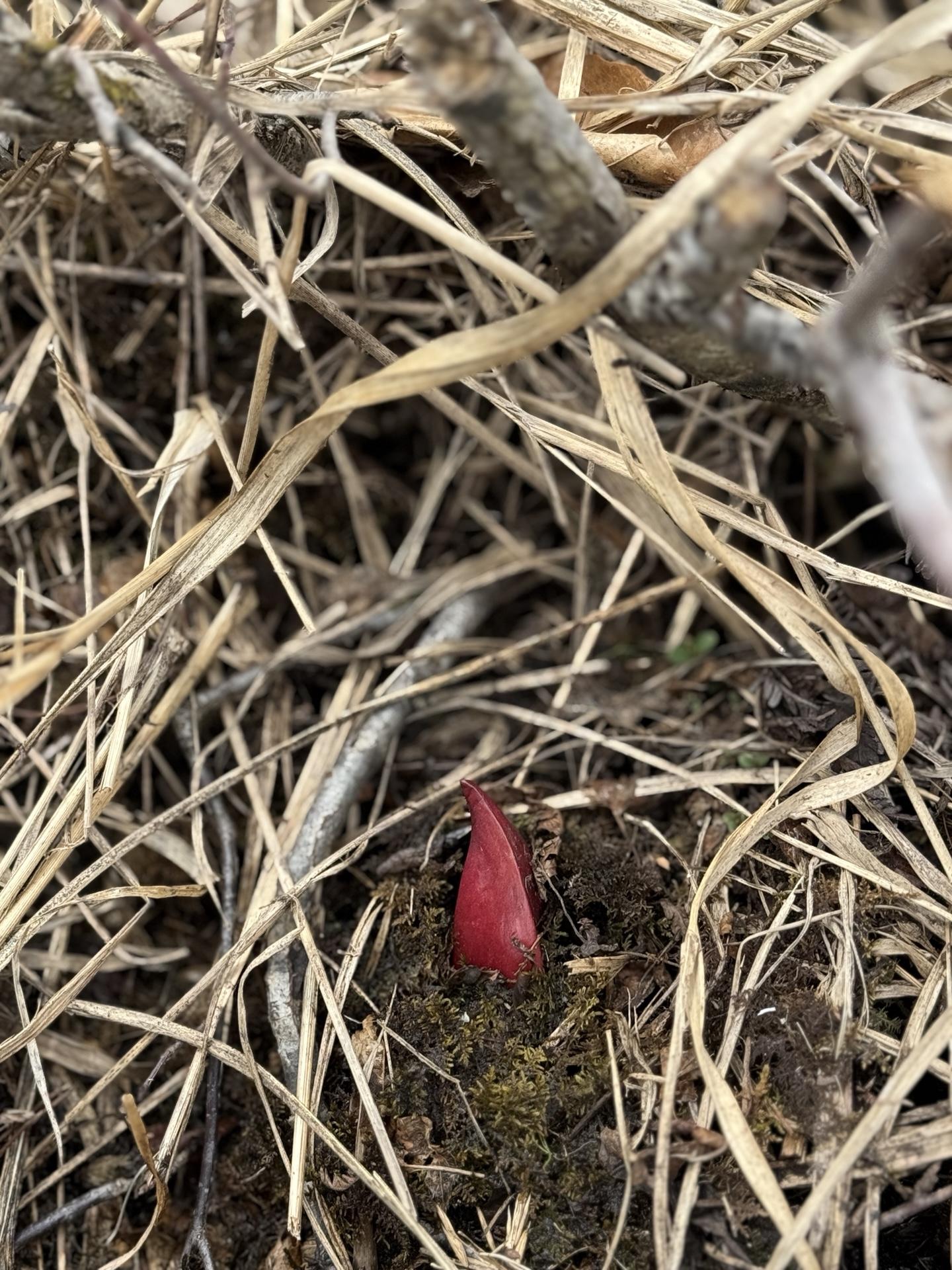 尾瀬 ザゼンソウ 赤い仏炎苞 芽吹き