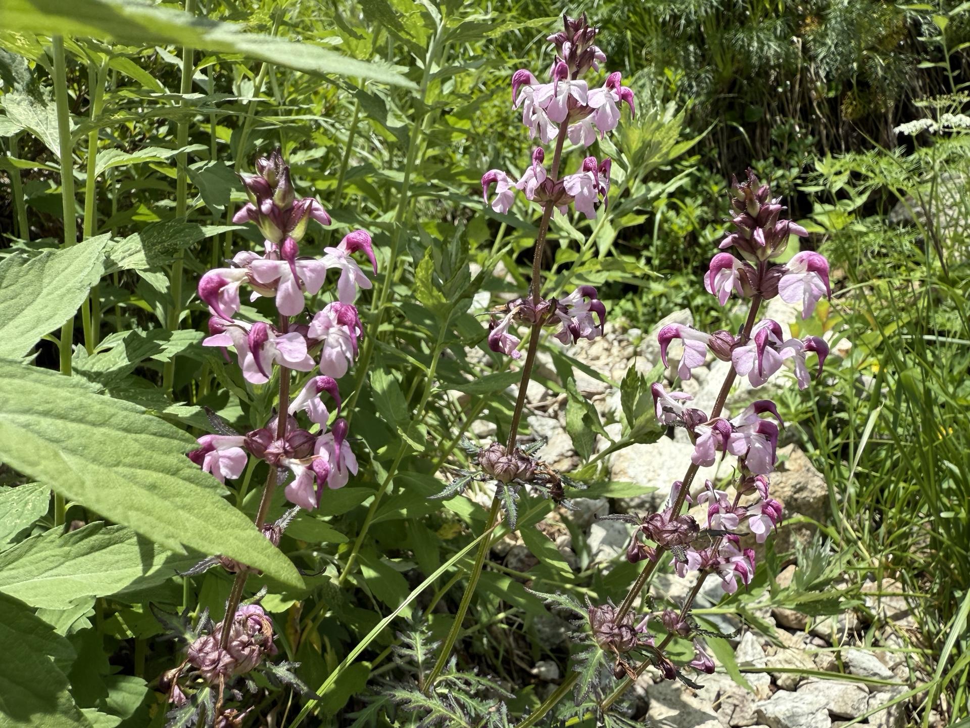 高山植物 ヨツバシオガマ