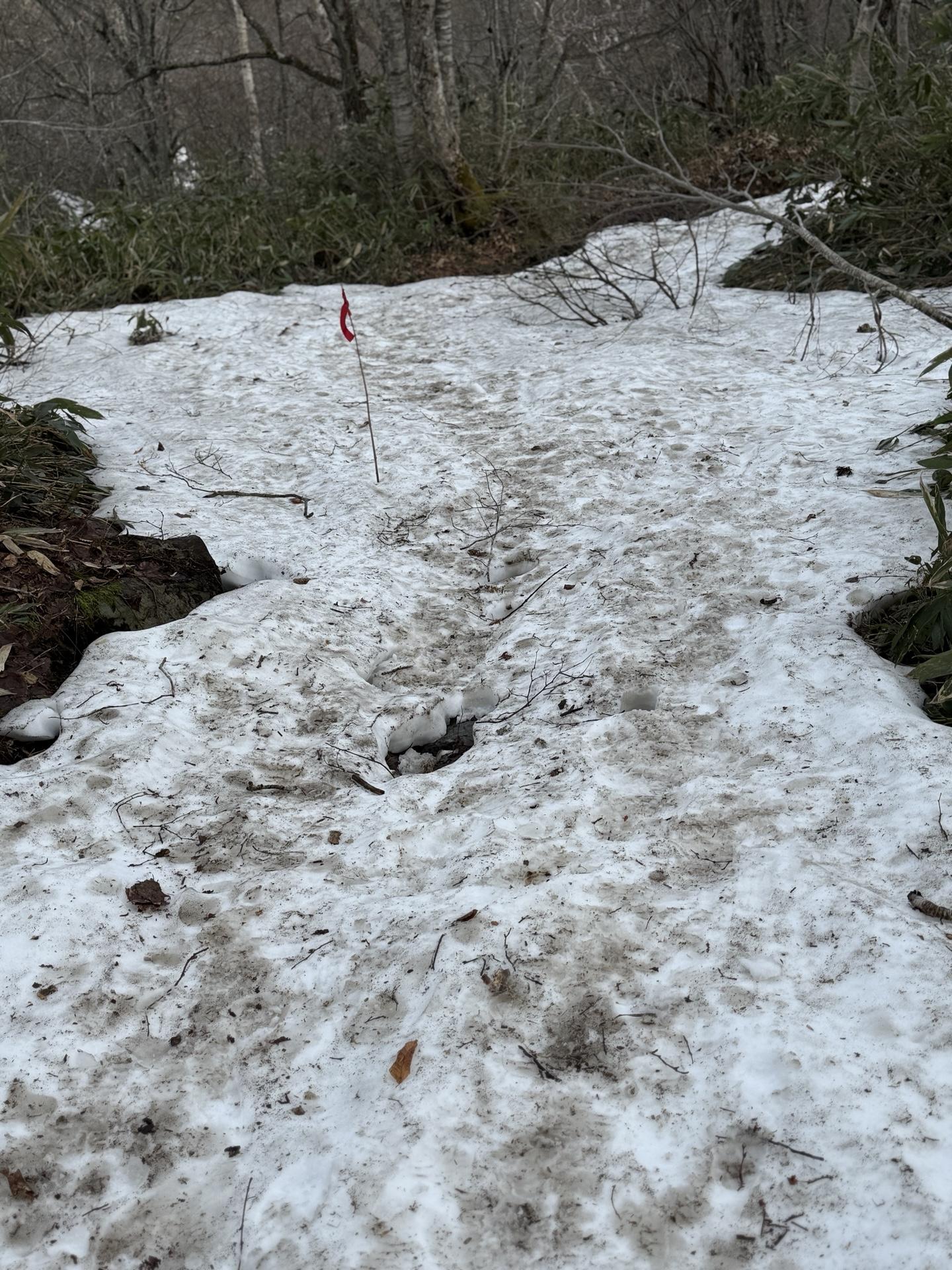 尾瀬 樹林帯 雪道 赤い旗竿