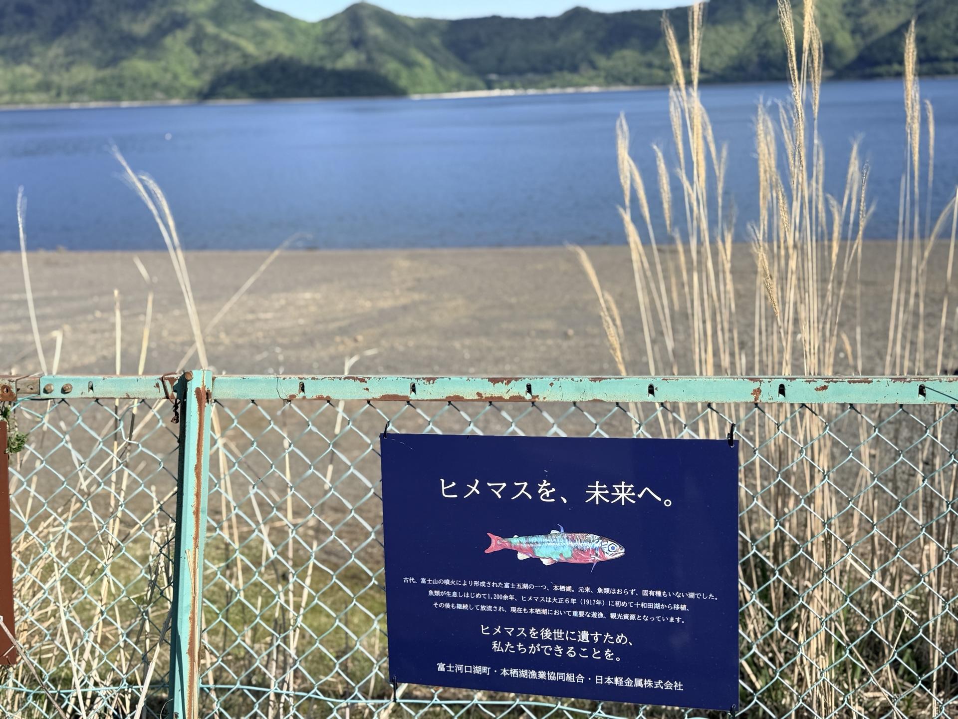 本栖湖はヒメマスが釣れる看板