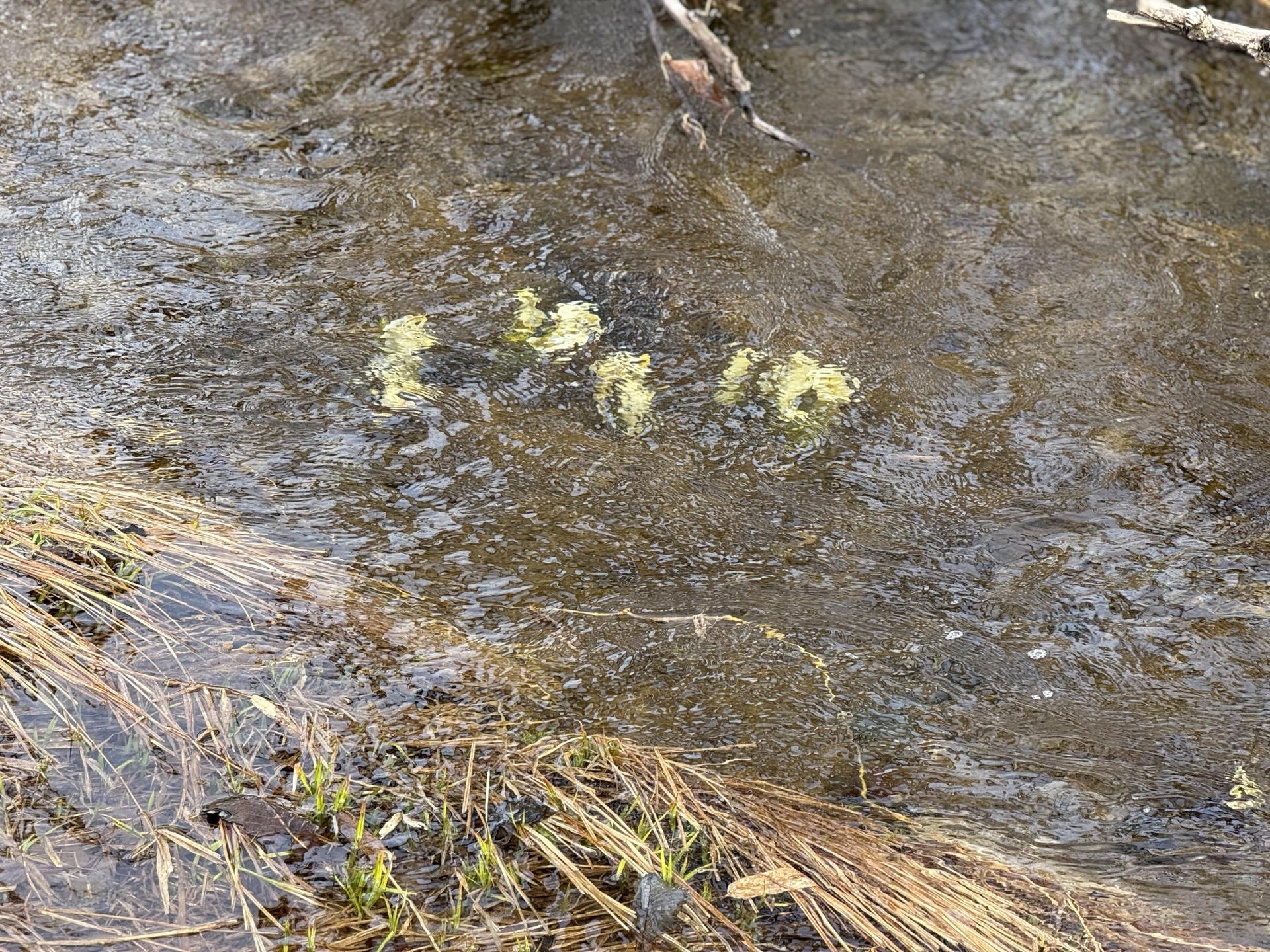 尾瀬ヶ原 ミズバショウ 水中 芽吹き