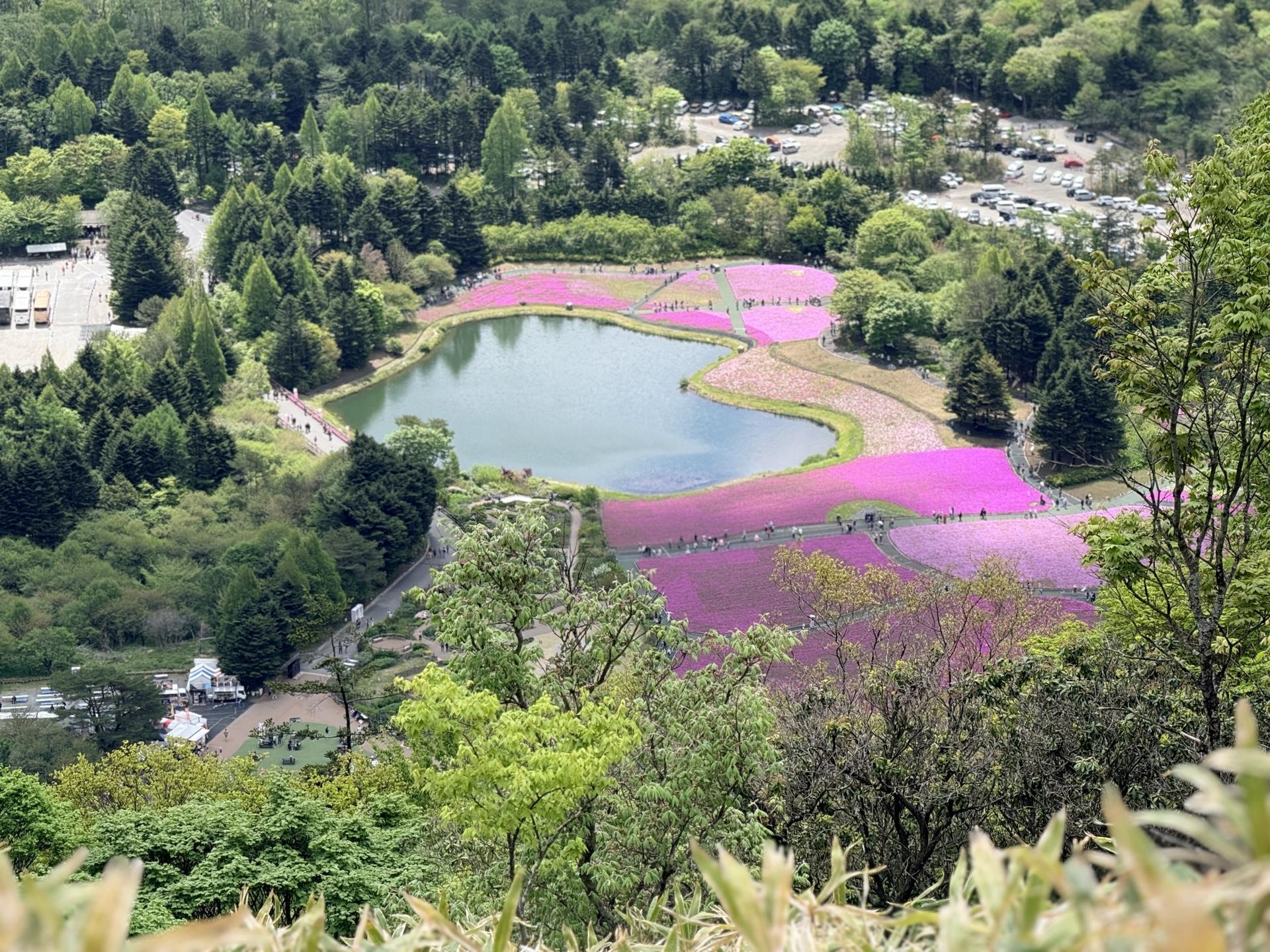 芝桜会場のアップ・ピンクの濃淡が美しい