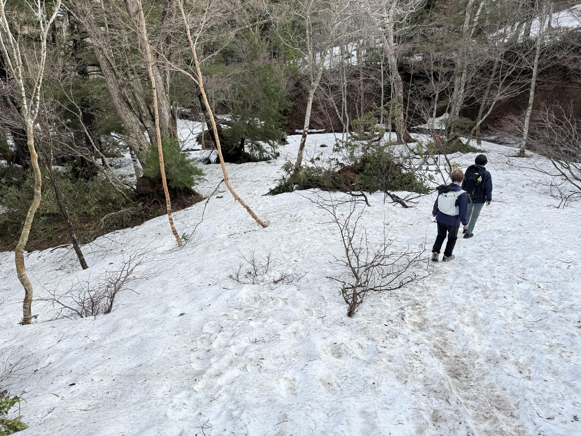 尾瀬 白樺林 雪原 2025年5月