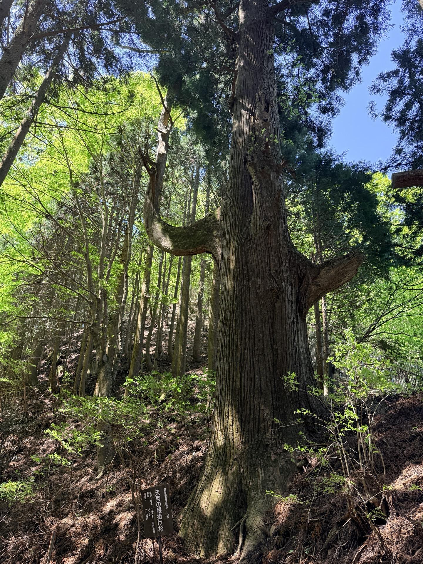 天狗の腰掛け杉