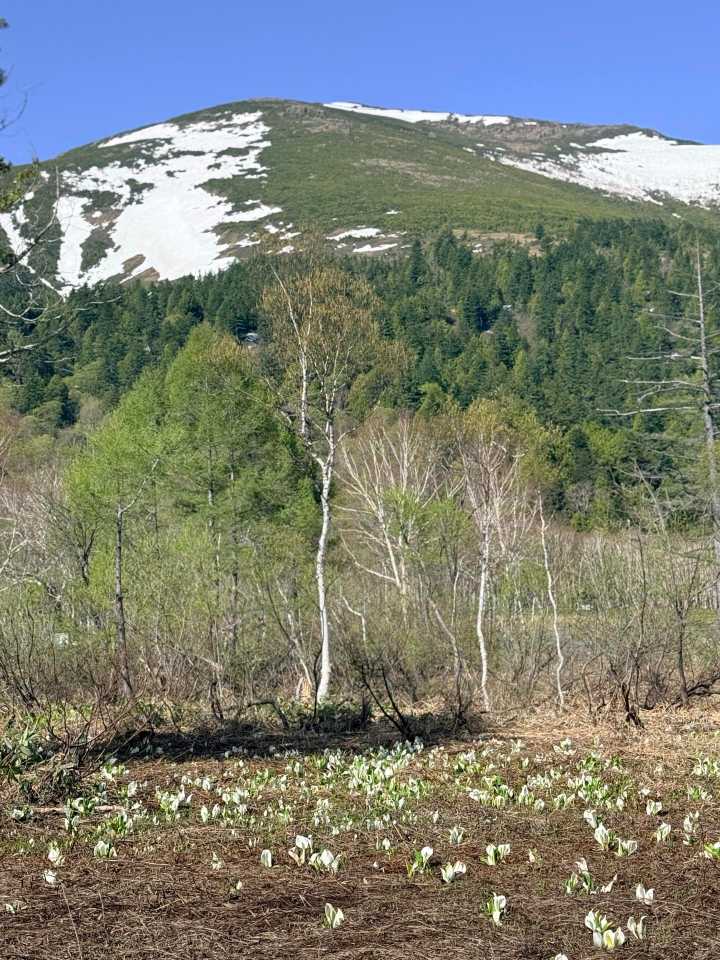 手前にミズバショウ、奥に至仏山 新緑の森も美しい