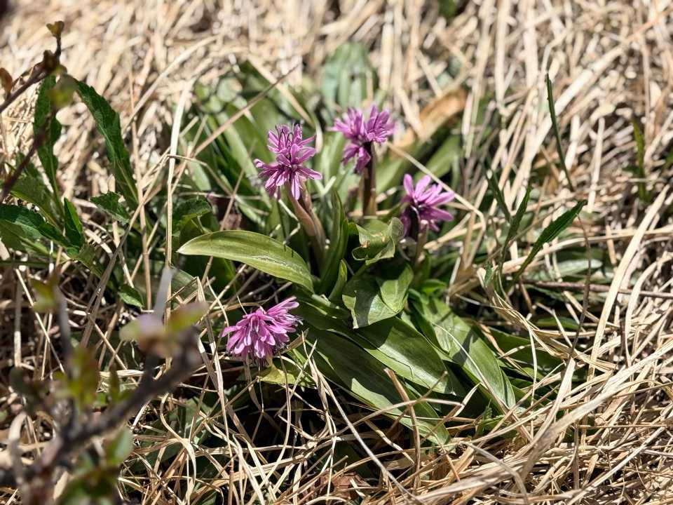 ショウジョウバカマ ピンクの花 尾瀬ヶ原