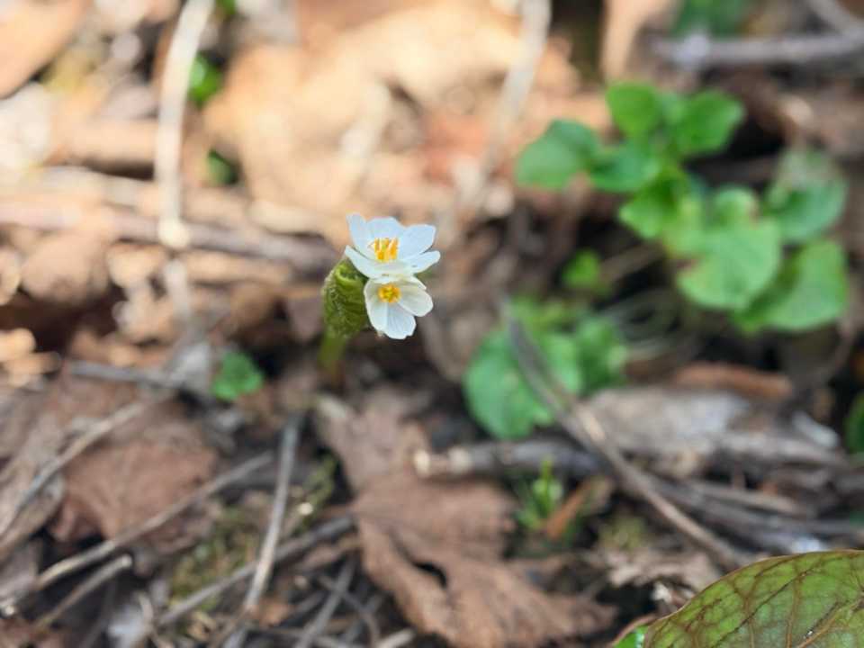 尾瀬小屋の近くにサンカヨウが咲いていたよ