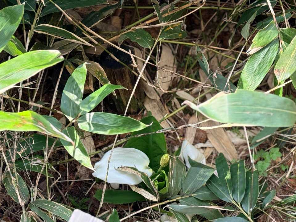 岩の足元の尾瀬で一番大きいミズバショウ