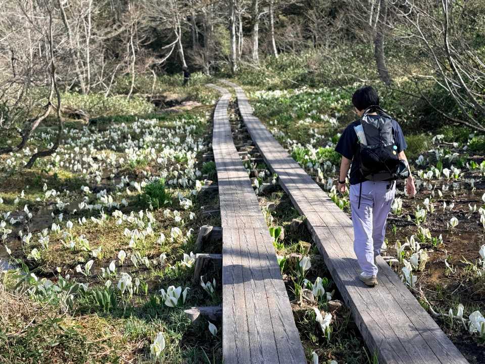 木道の両サイドをミズバショウが埋め尽くす圧巻の景色