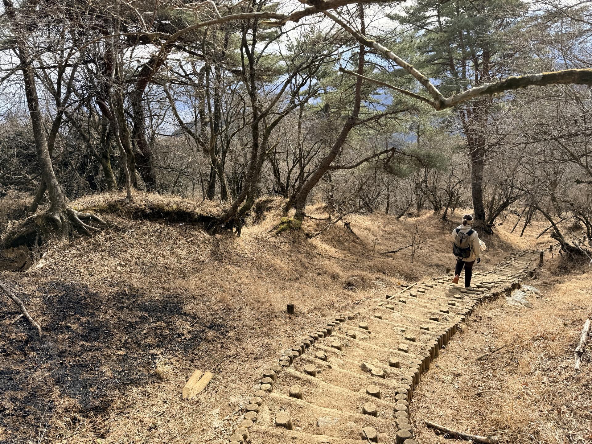 塔ノ岳 堀山の家周辺の山火事跡地 黒く焦げた木々