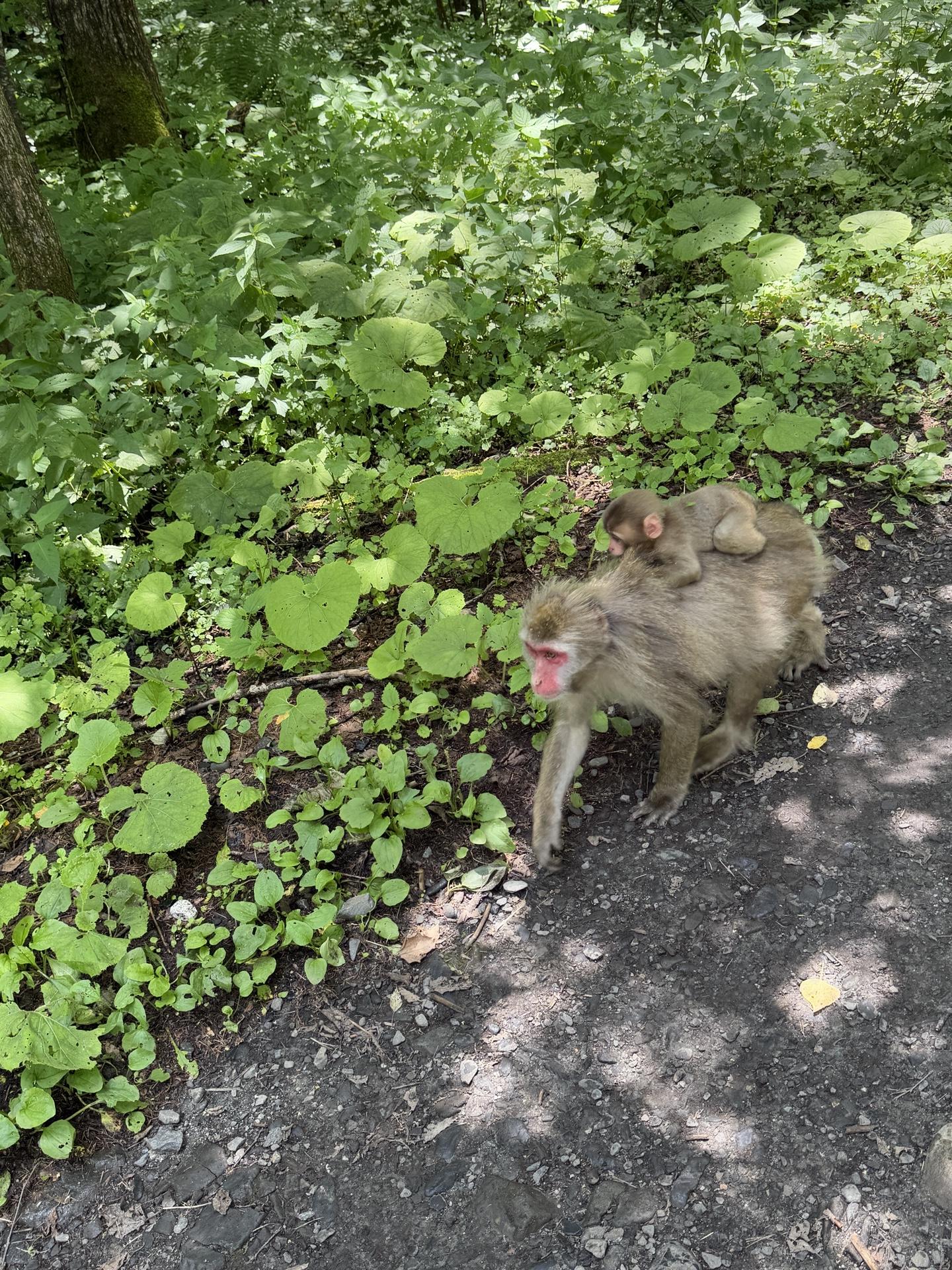 途中ではお猿さんもお出迎え🐒 上高地らしい光景です