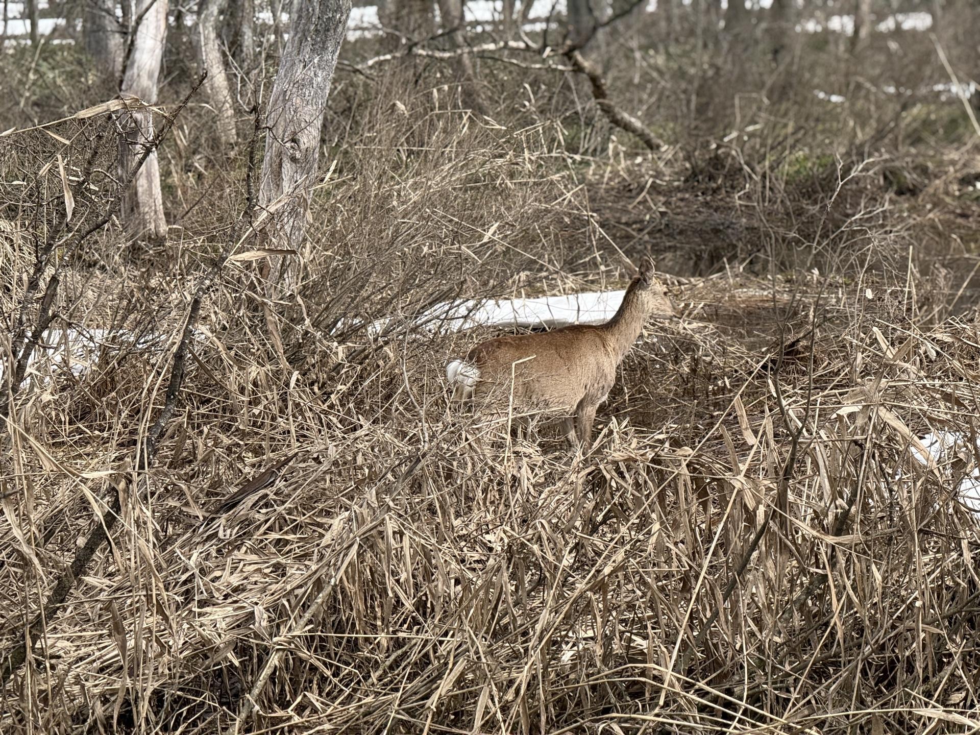 尾瀬ヶ原 ニホンジカ 野生 遭遇