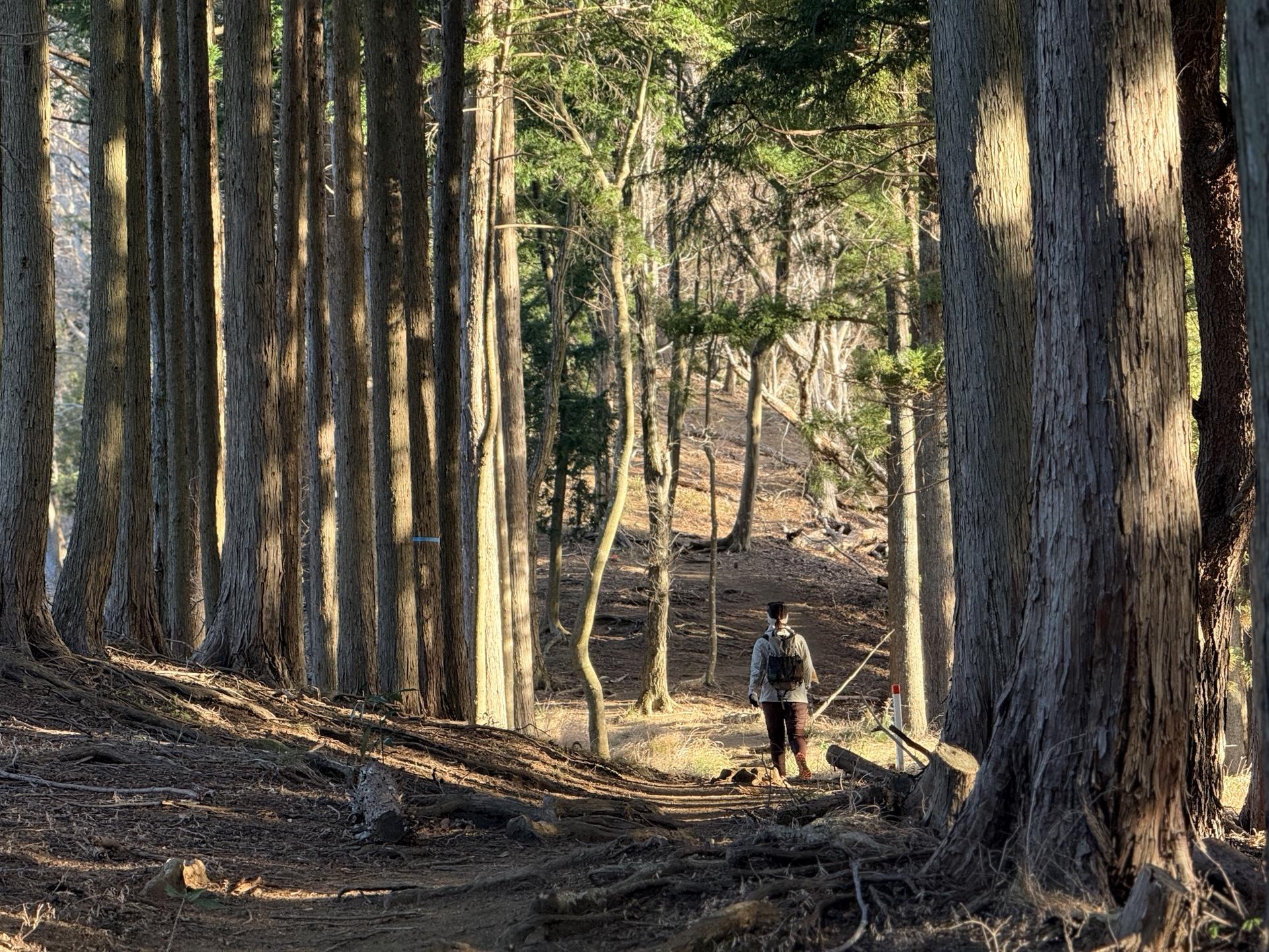 三ノ塔への登山道 緩やかな前半