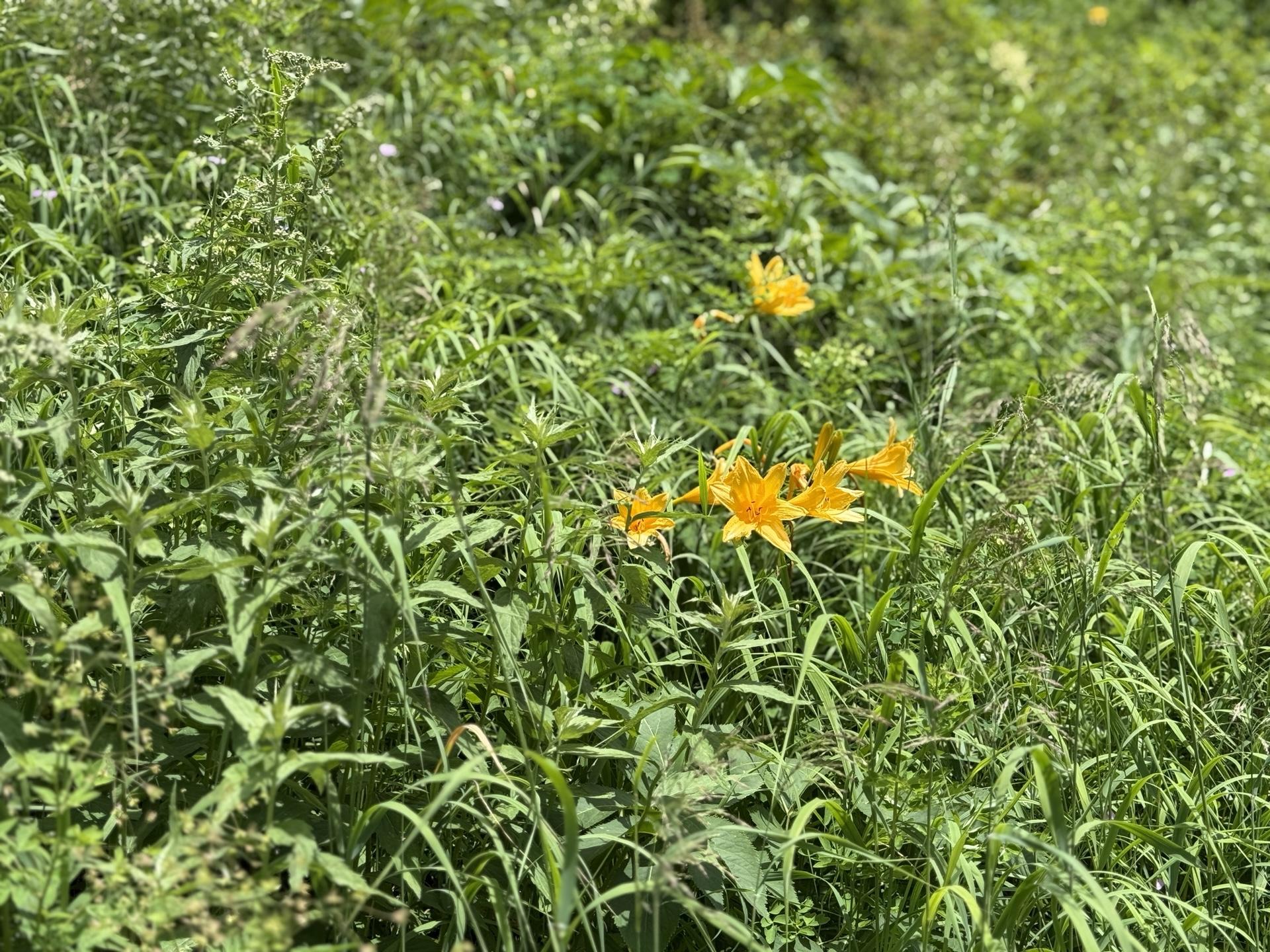 高山植物 ニッコウキスゲ