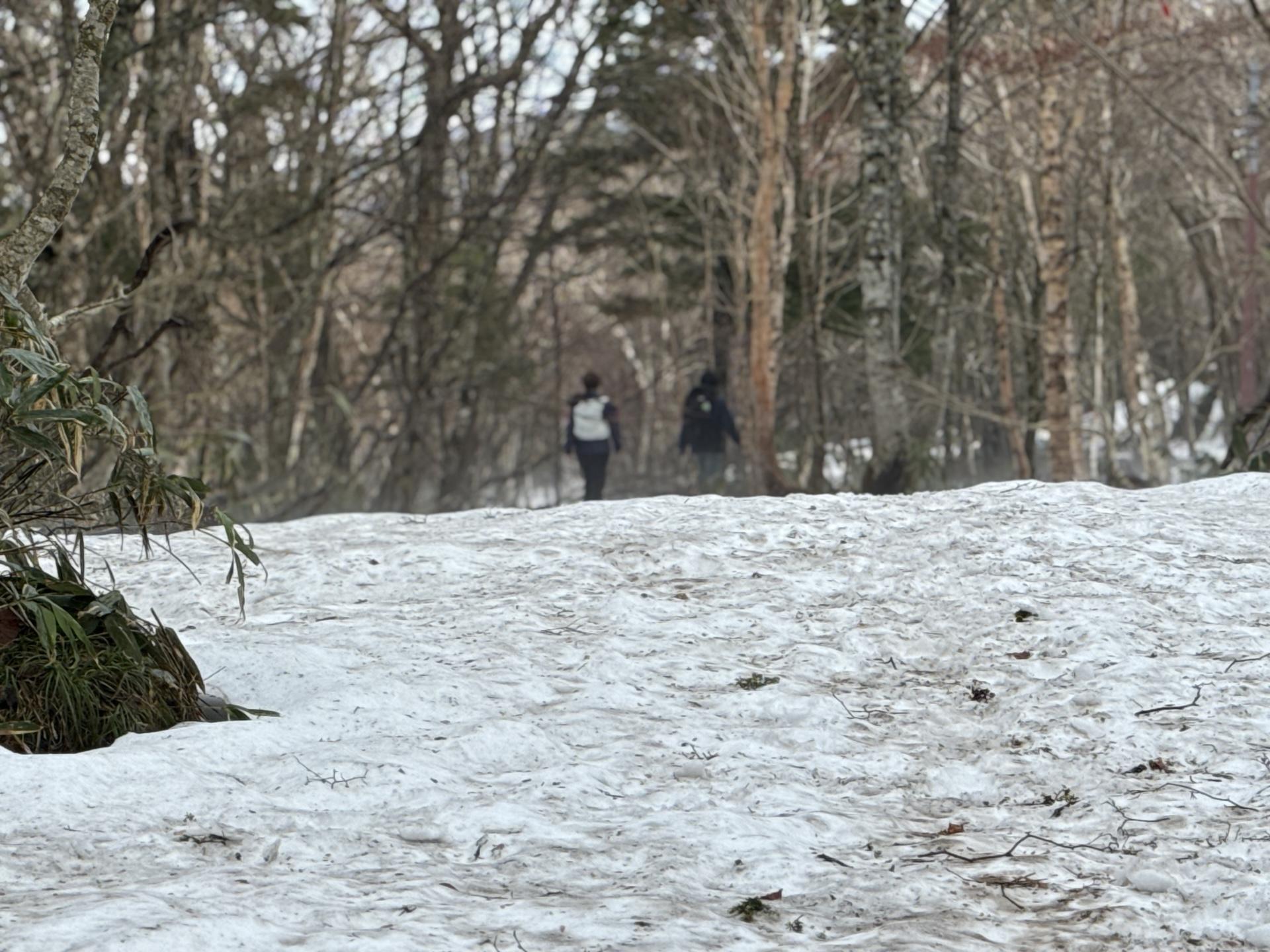 尾瀬ヶ原 雪原 木道 2名 至仏山