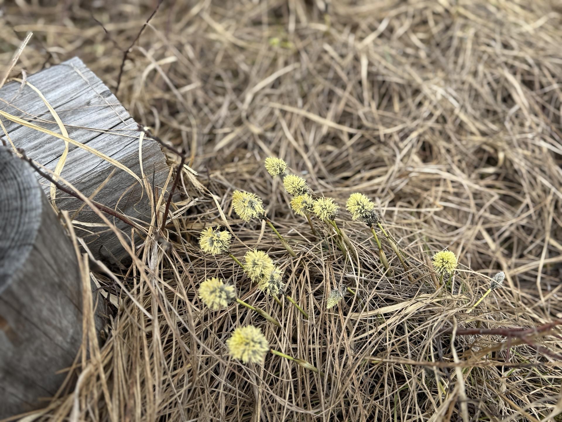 尾瀬ヶ原 ワタスゲ 黄色 花粉 木道