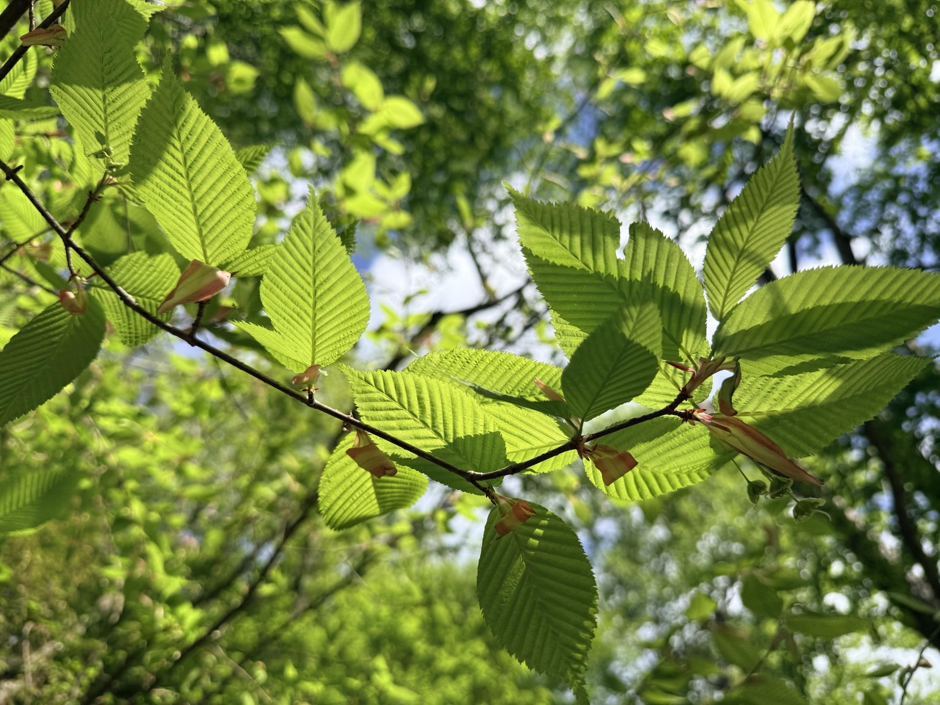 花が散った後の稚葉 光合成をたっぷりしてね🌱