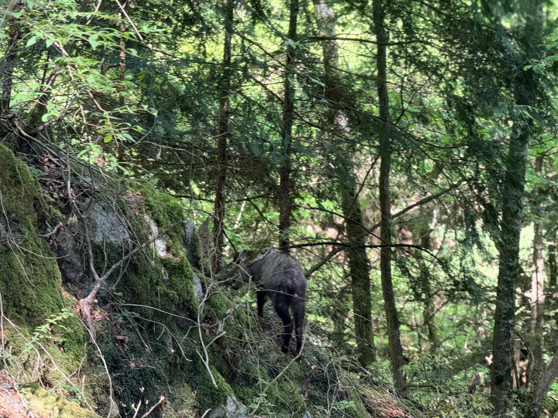 登山者を気にせずノソノソ歩くカモシカ