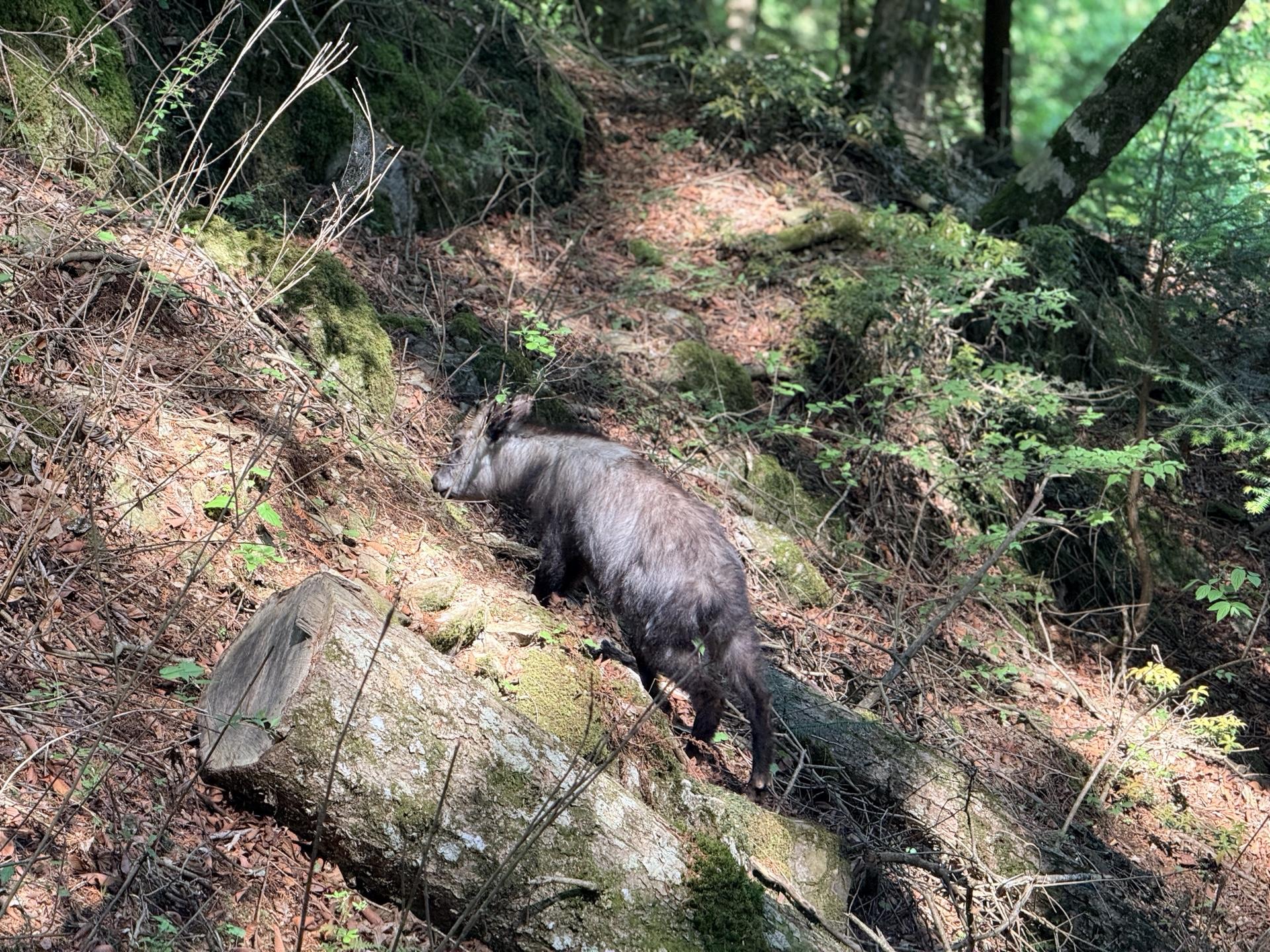 天狗岩への登山道で出会ったカモシカ
