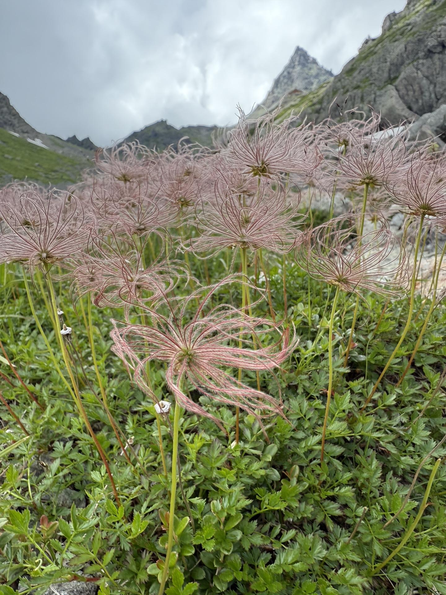 高山植物 チングルマ