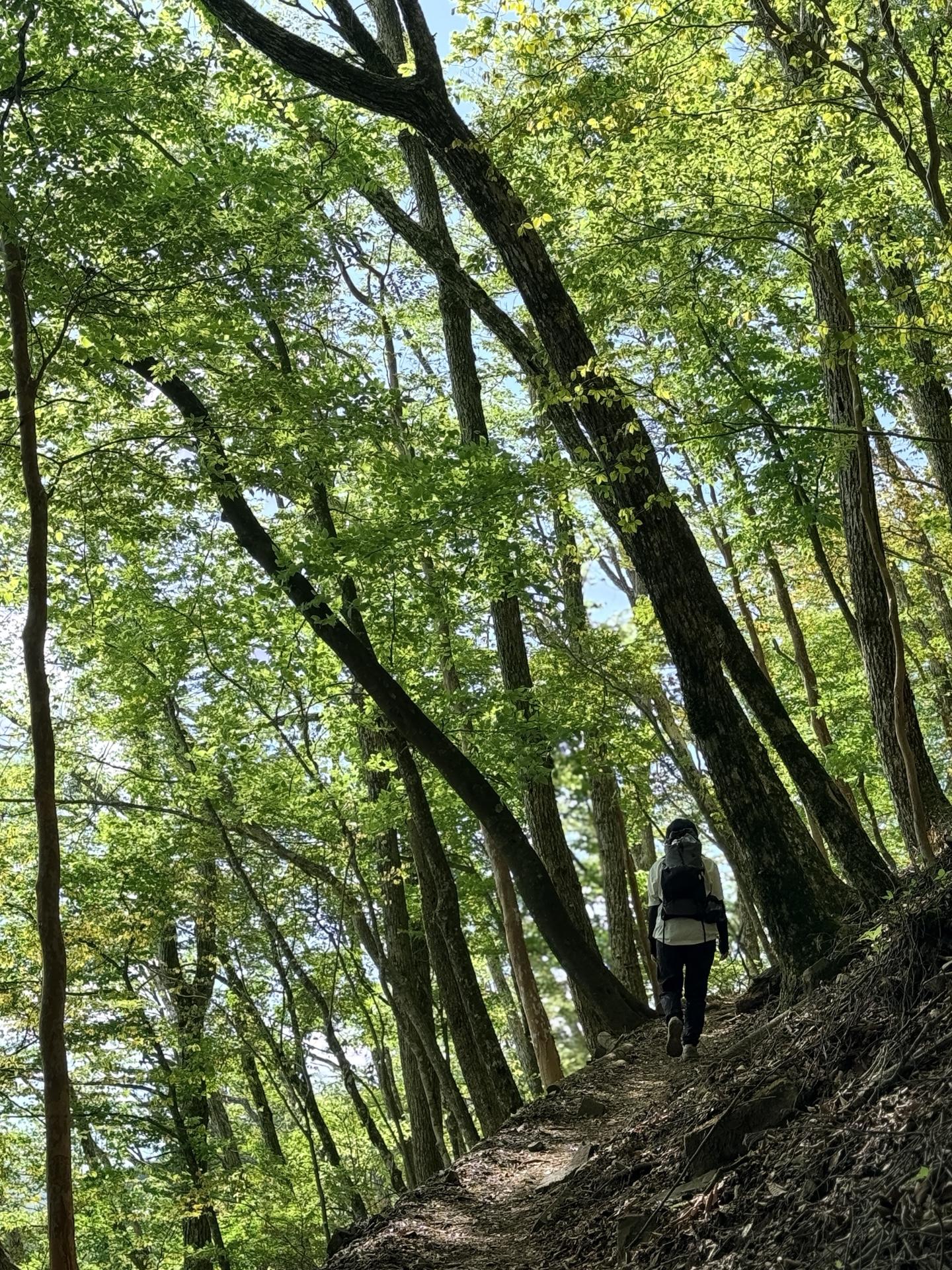 歩くだけで癒される そんな登山道が続く