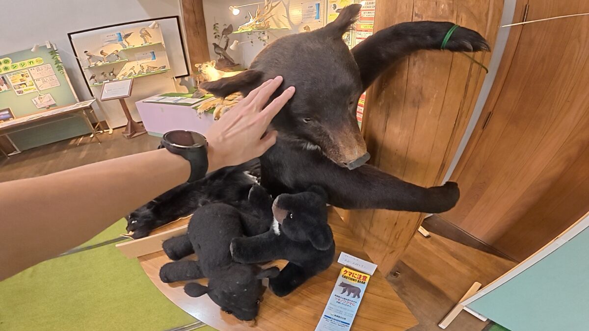 尾瀬ビジターセンターに展示されているツキノワグマの剥製・手のひらと比較して大きさがわかる