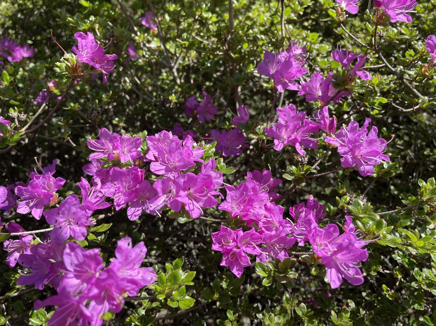 ミヤマキリシマの花のアップ(くじゅう・筆者撮影)