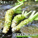 わさび ワサビ 山葵 刺身 そば わさび丼 伊豆 西伊豆 【世界農業遺産認定】西伊豆町の本わさび（岡原わさび）
