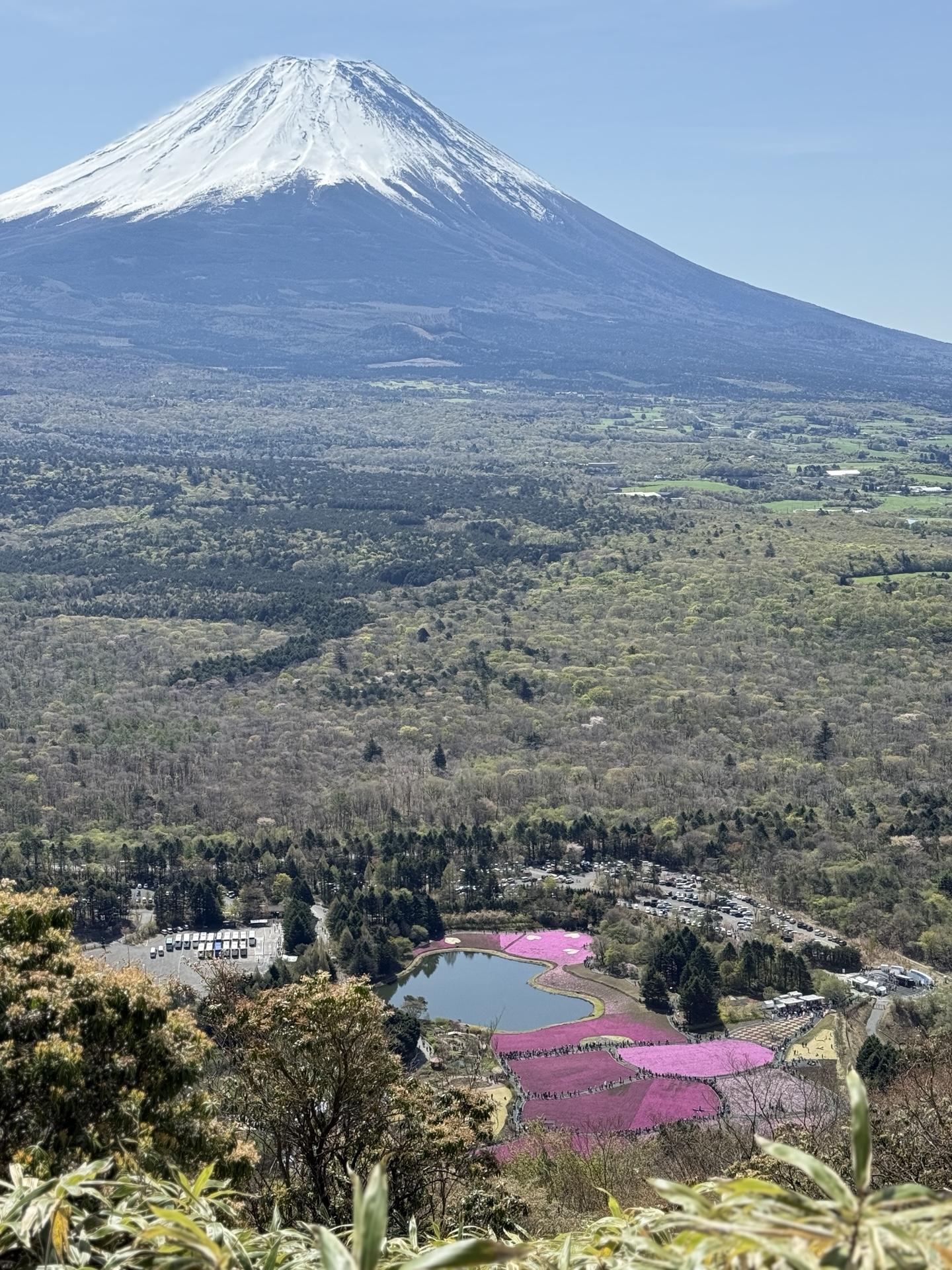 竜ヶ岳から芝桜と富士山を望む絶景(2025年5月)