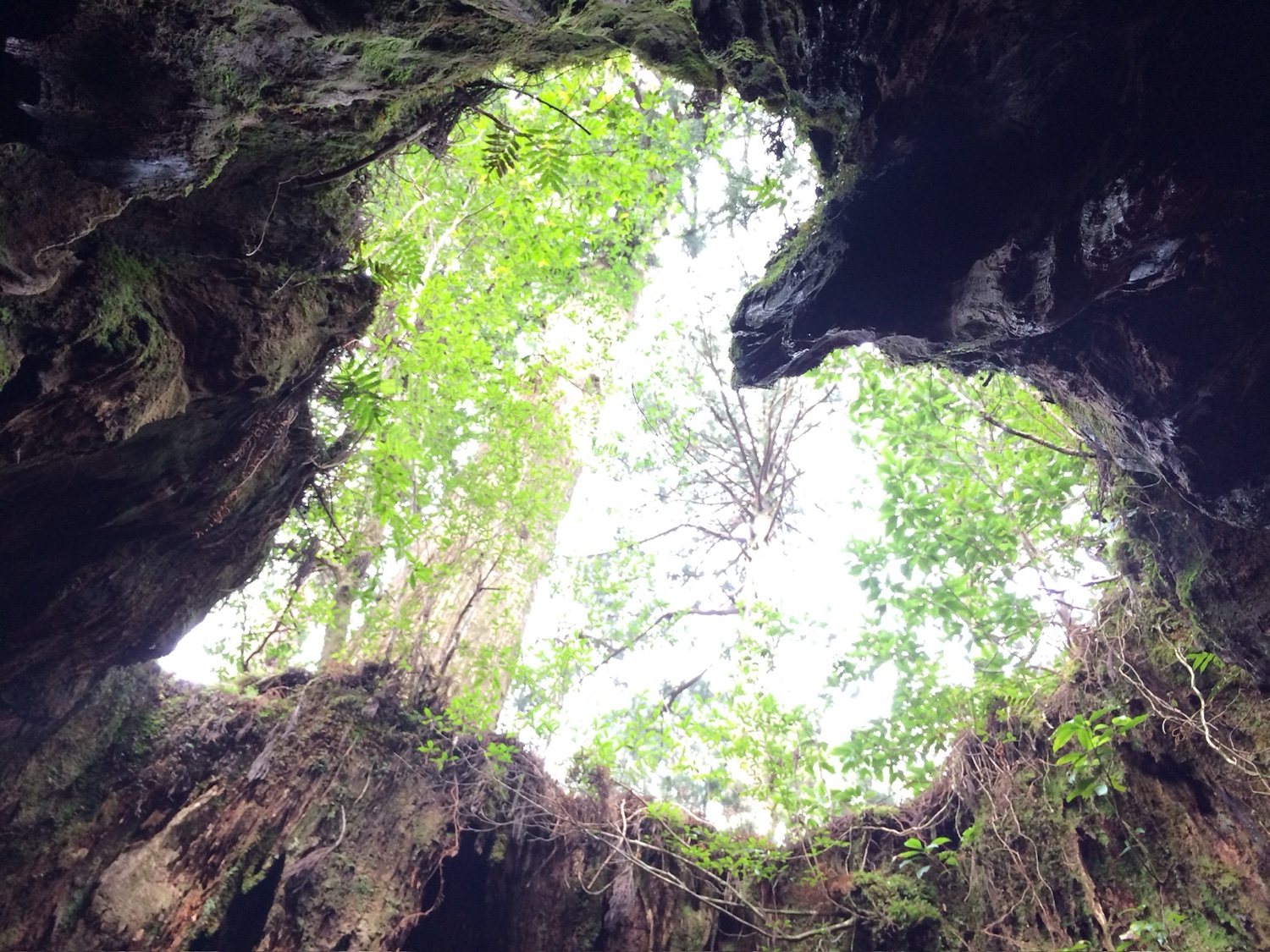 屋久島の巨大な屋久杉を見上げた太古の森(筆者撮影)