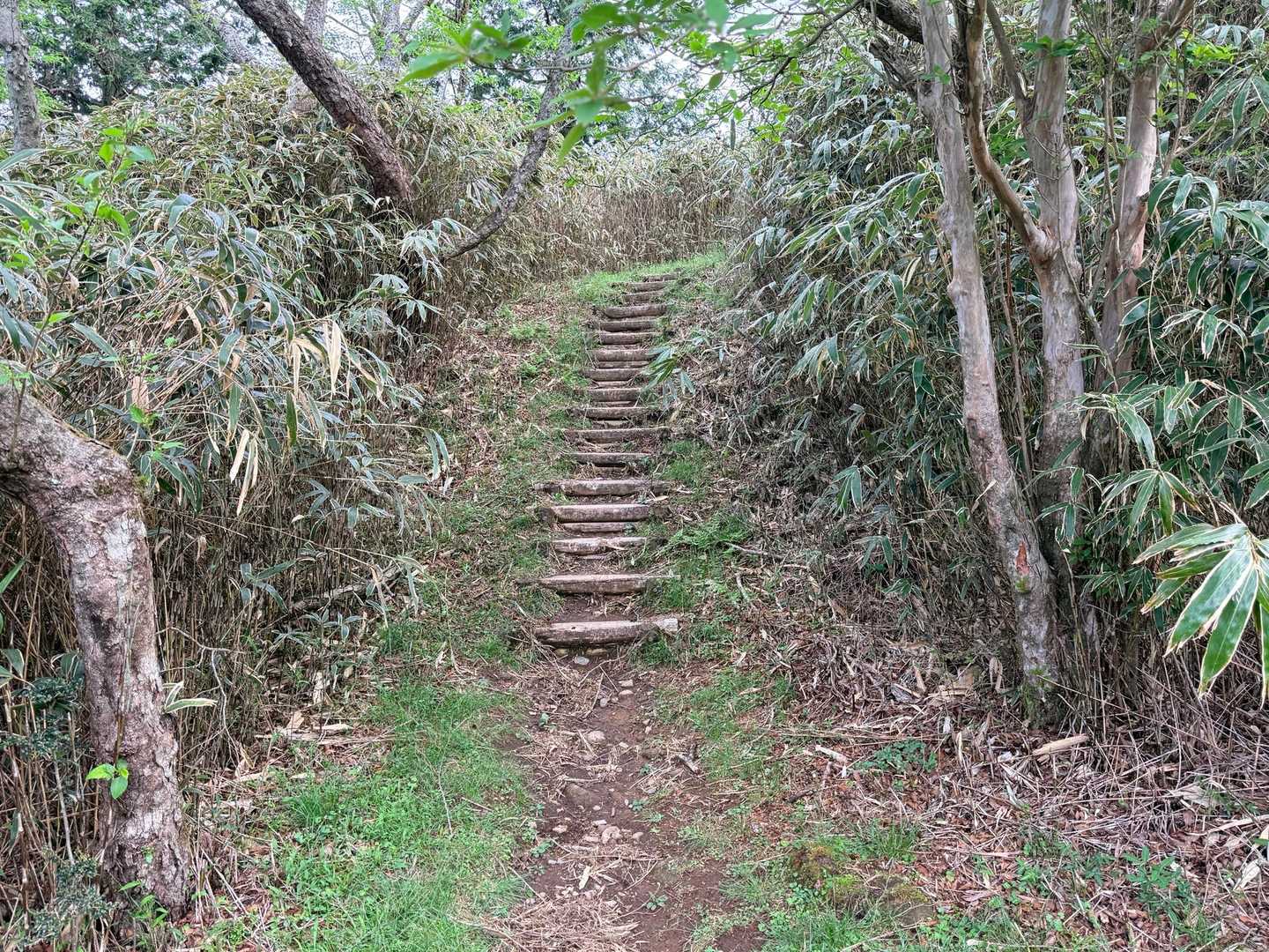 整備されたトレイル