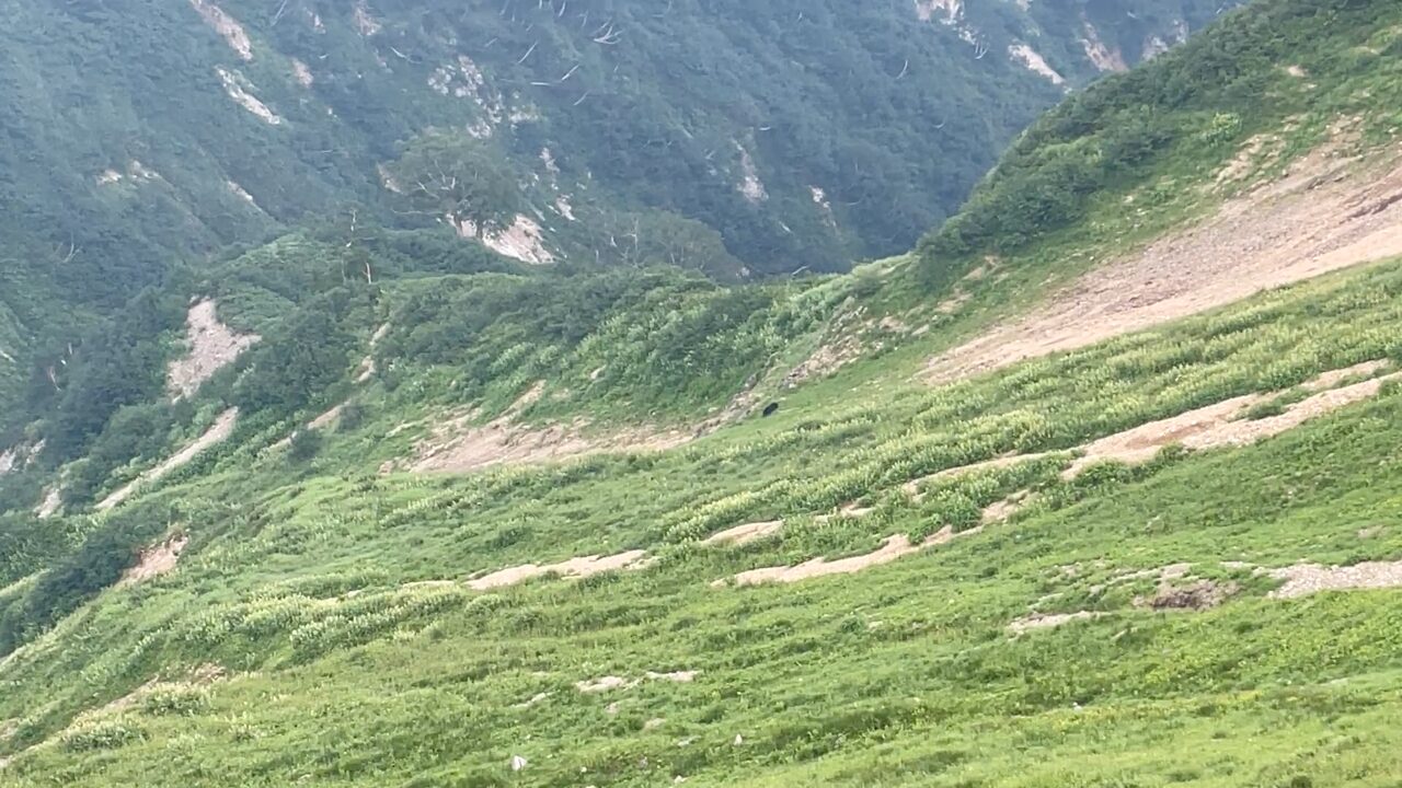 北アルプス五竜岳のカール内で目撃したツキノワグマ成獣・直線距離約300m