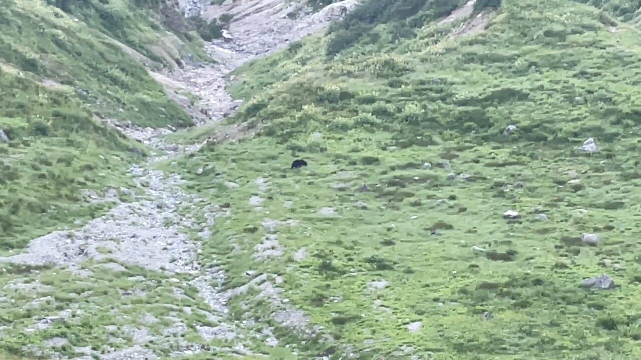 同じく五竜岳カール内のツキノワグマ成獣・離れた距離から動きを観察