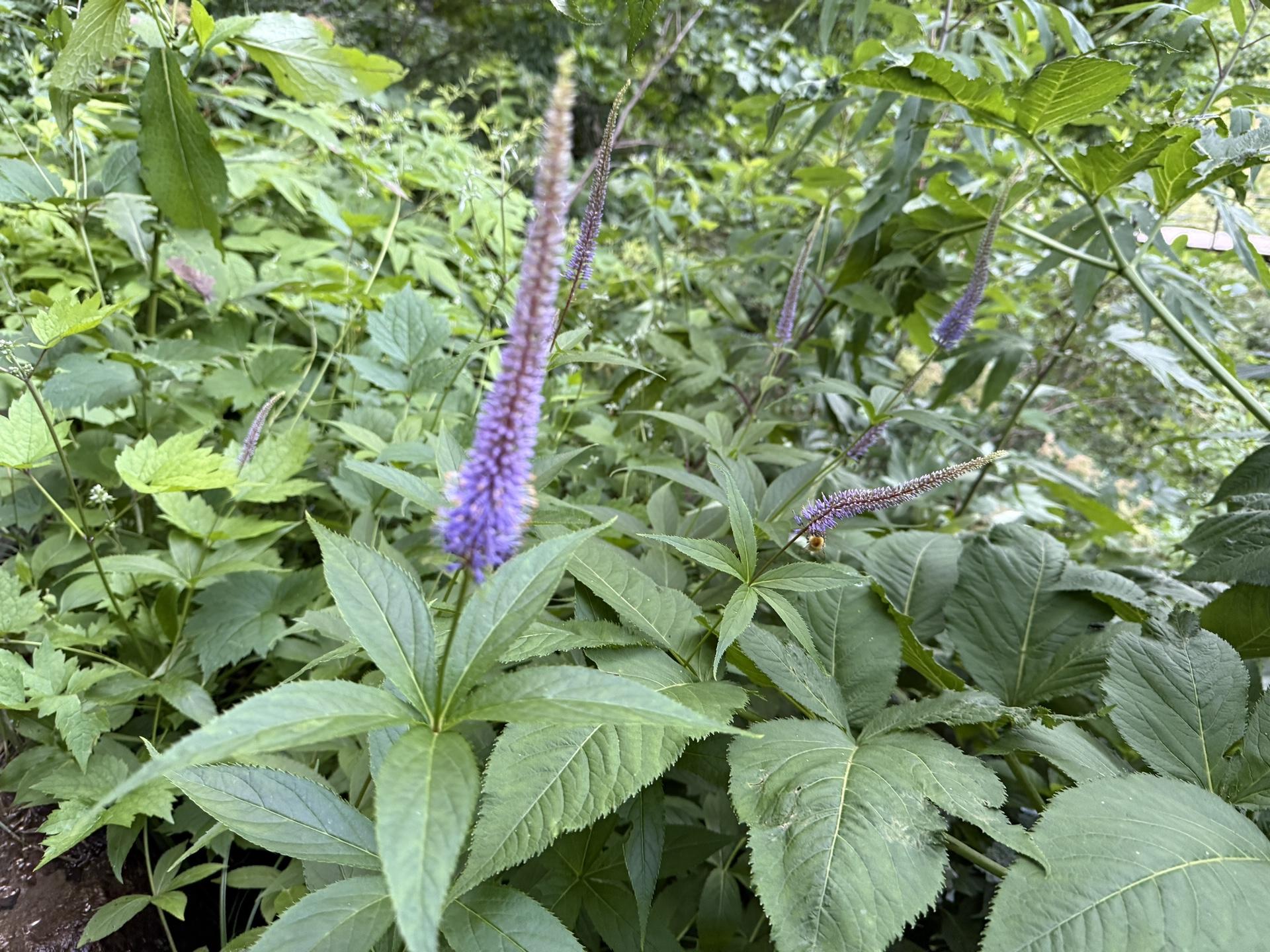 白山の高山植物 クガイソウ