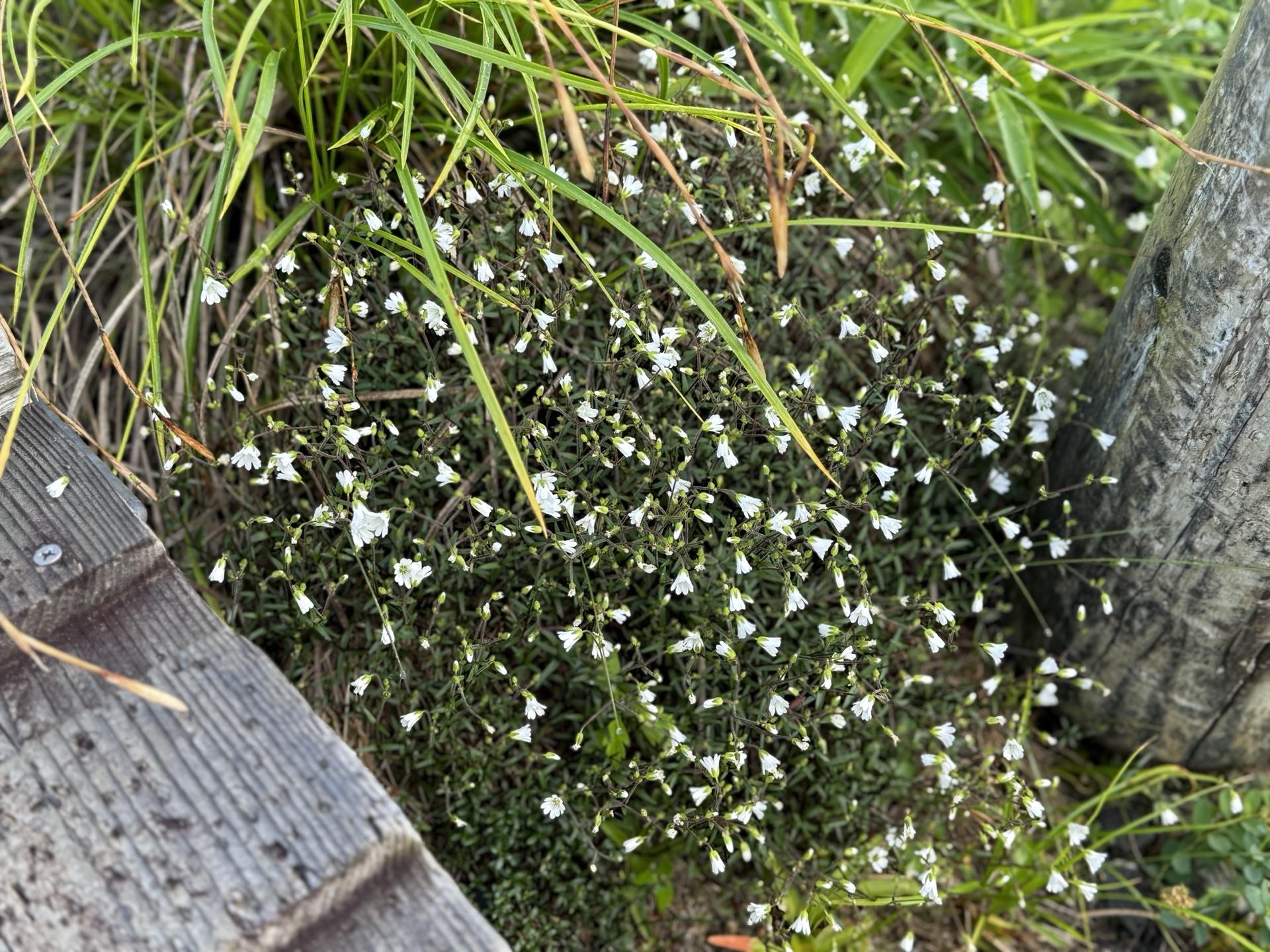 唐松岳 八方尾根 高山植物 2025年7月9日05:31撮影