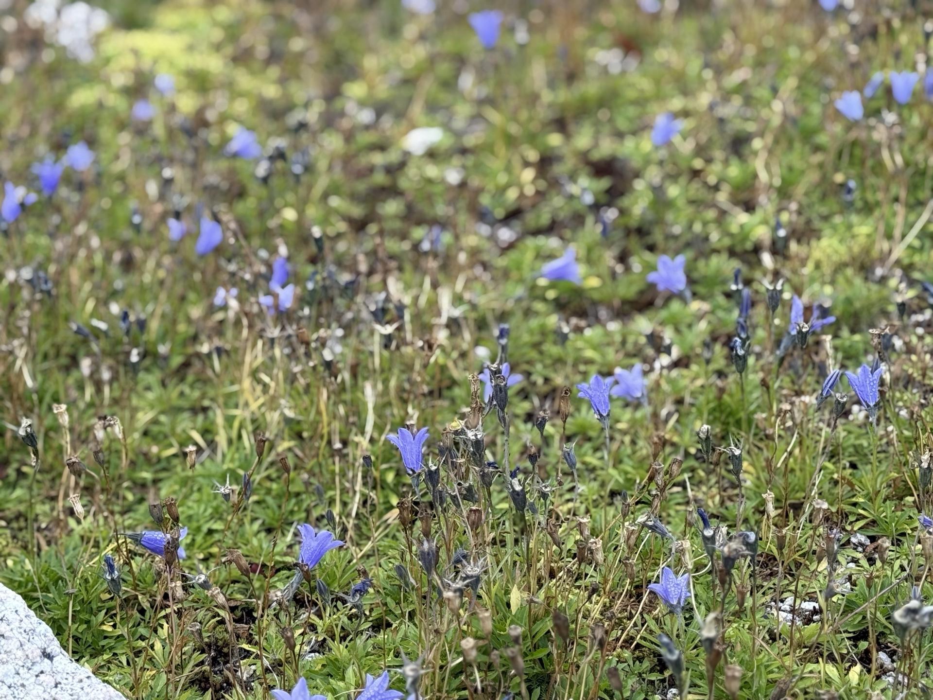 烏帽子小屋 目の前のお花畑